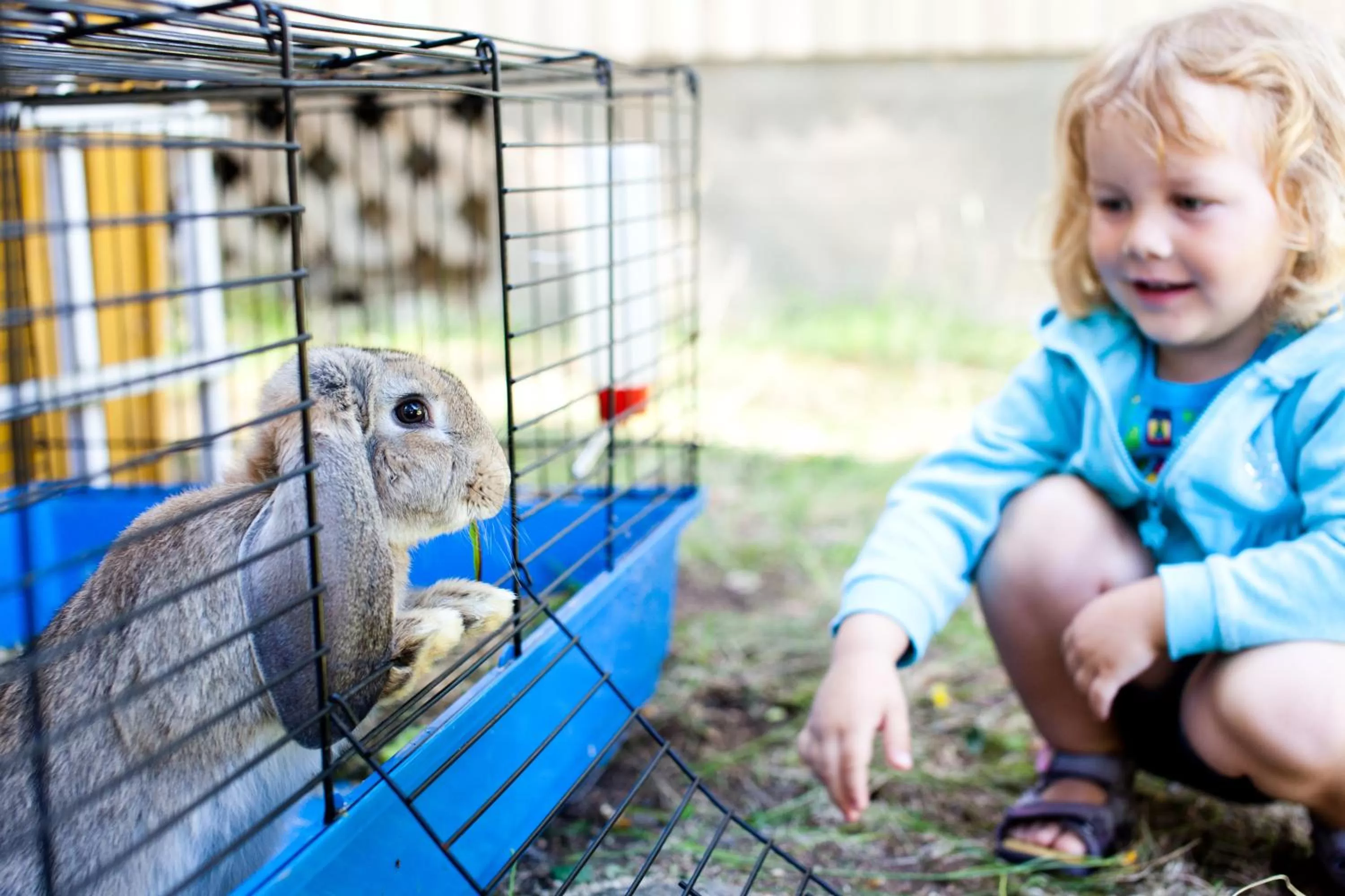 Pets in Resort Naaranlahti