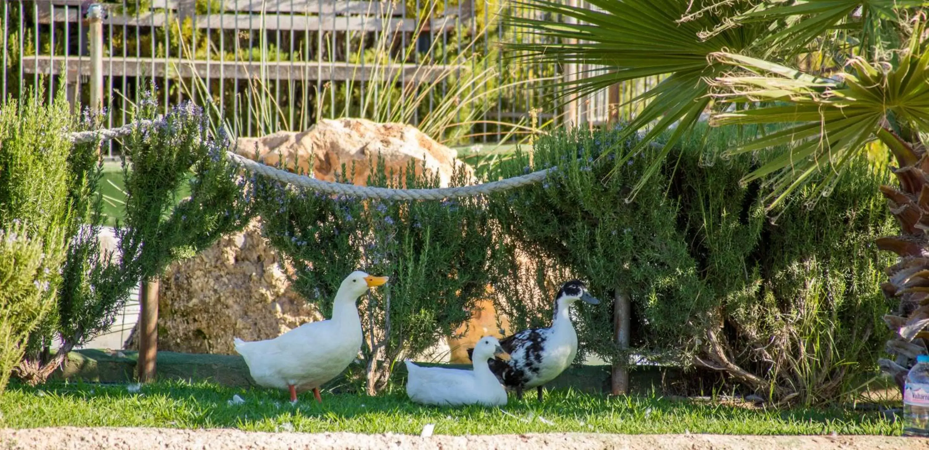 Garden, Other Animals in Hotel Rural El Cortijo