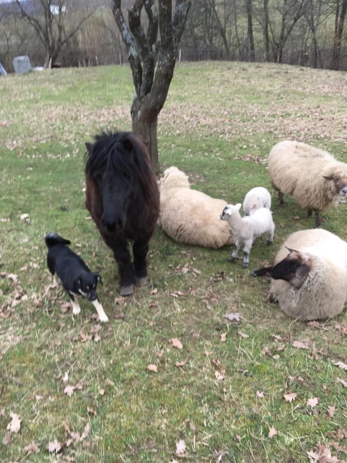 Day, Other Animals in Pensiunea SilvAnka