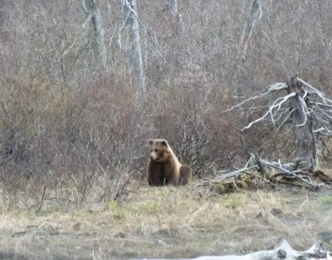 Other Animals in Alaska Grizzly Lodge