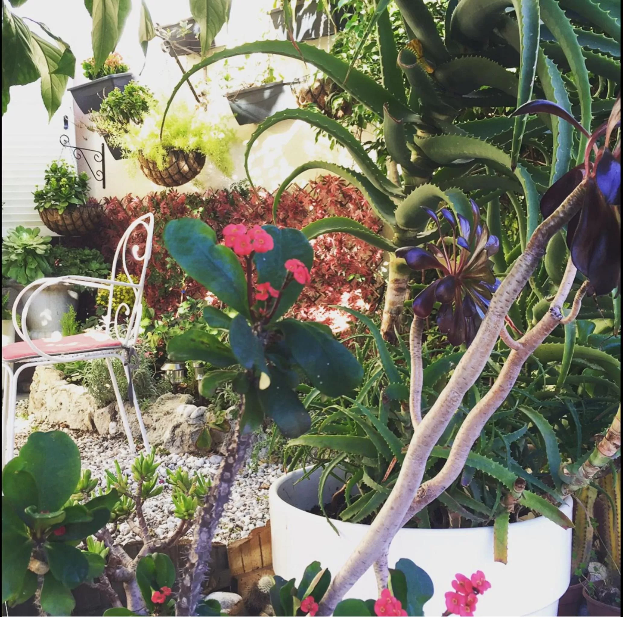 Garden in Hotel Danemark