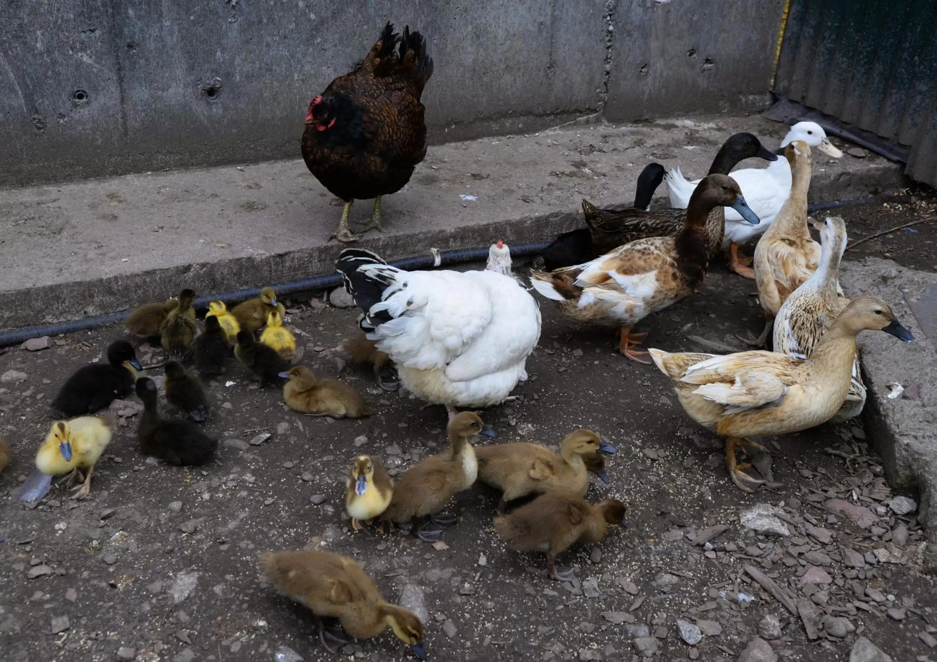 group of guests, Other Animals in Gabriel House Guesthouse