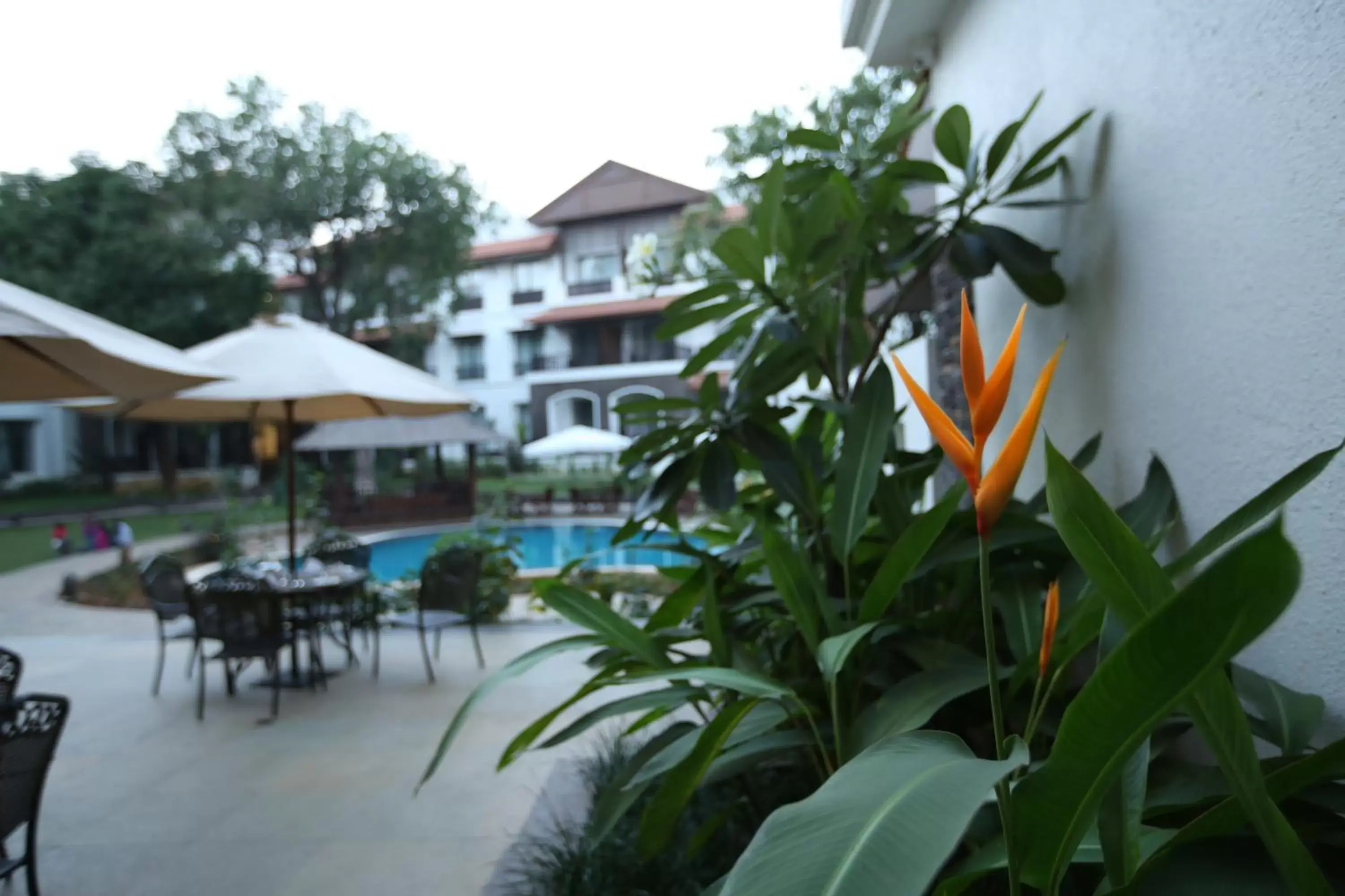 Restaurant/places to eat, Swimming Pool in Rhythm Lonavala - An All Suite Resort