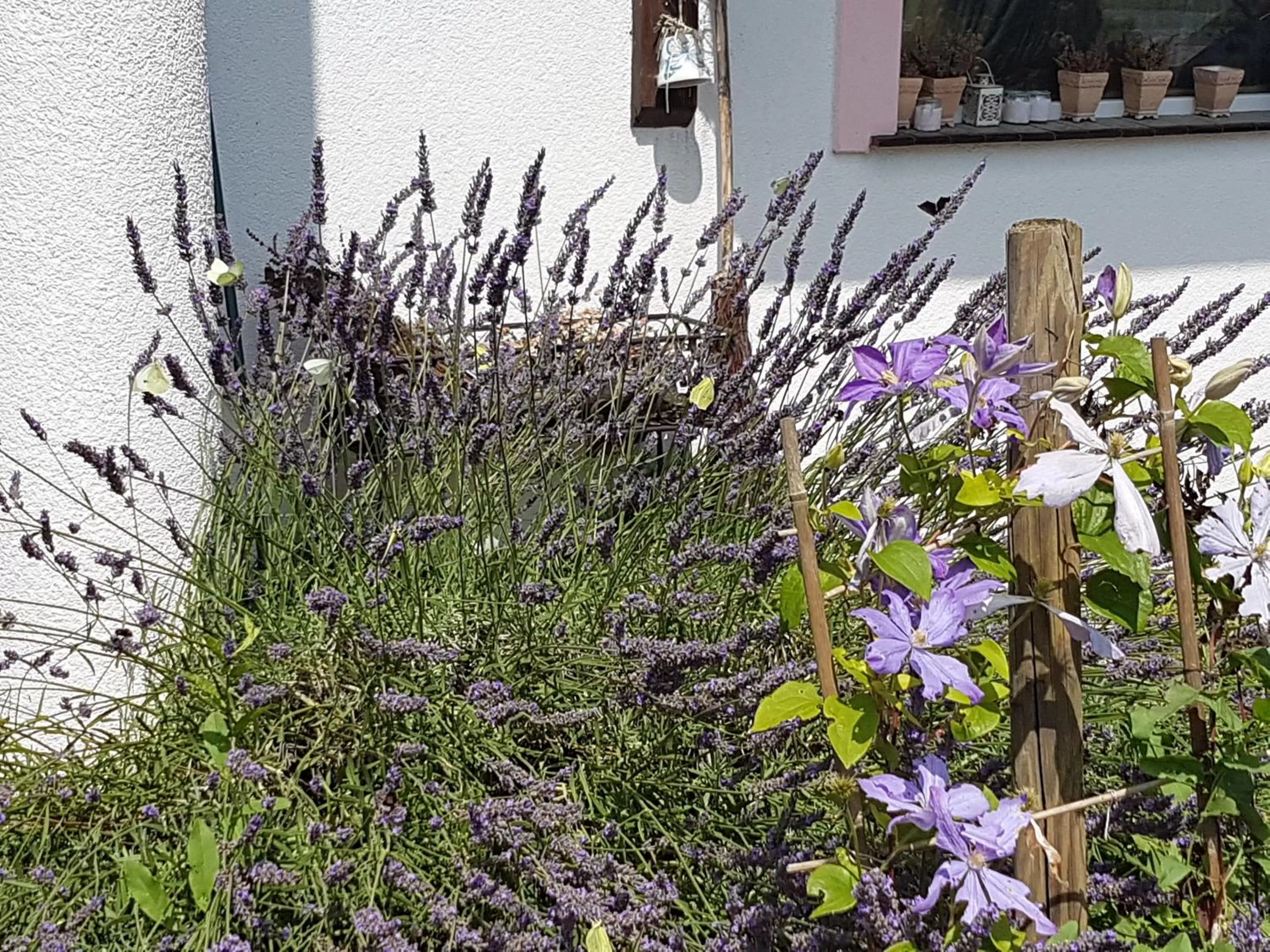 Natural landscape in Noclegi Biała Róża