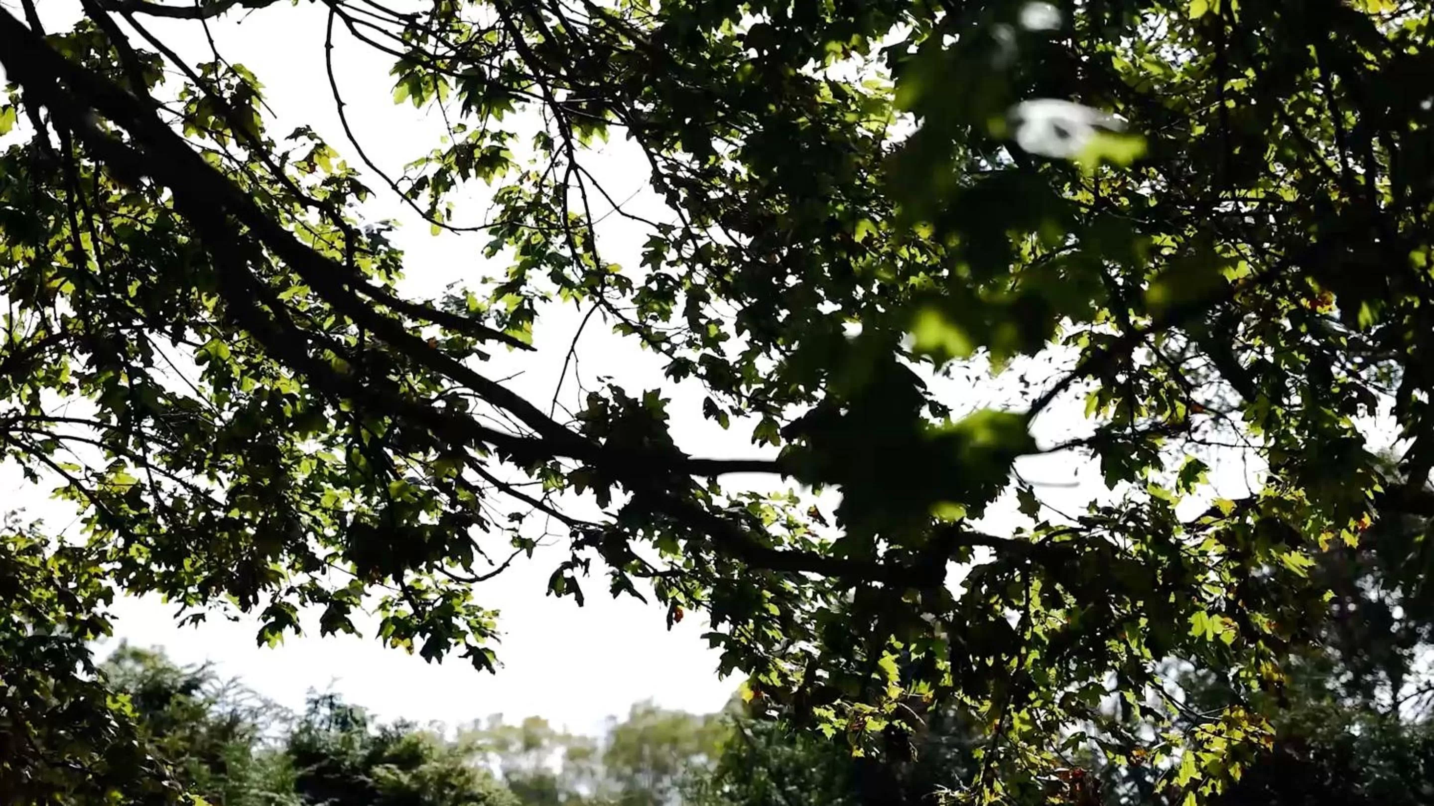 The Dewey by The Lenox Collection