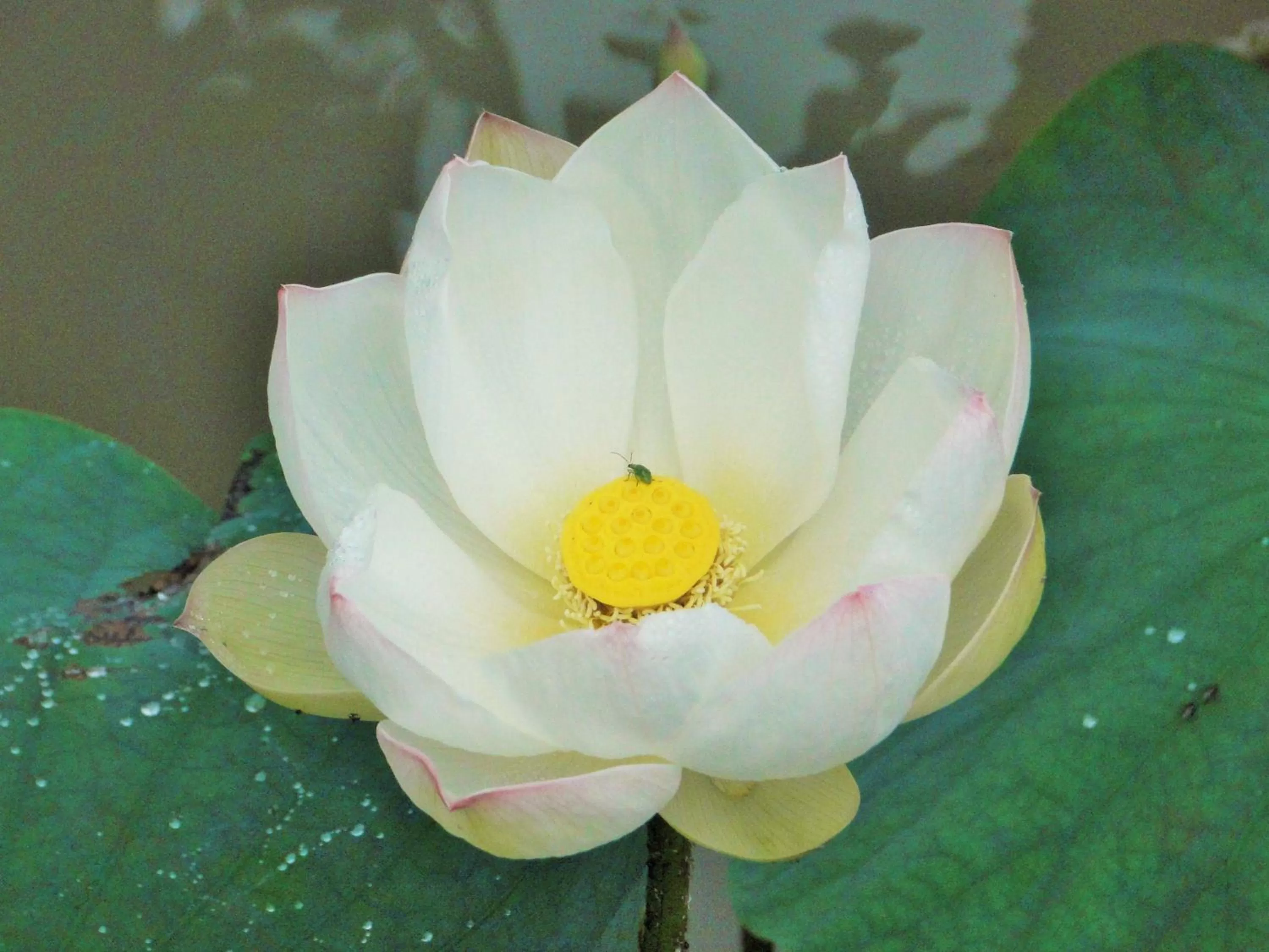 Food in Hosteria Florecer