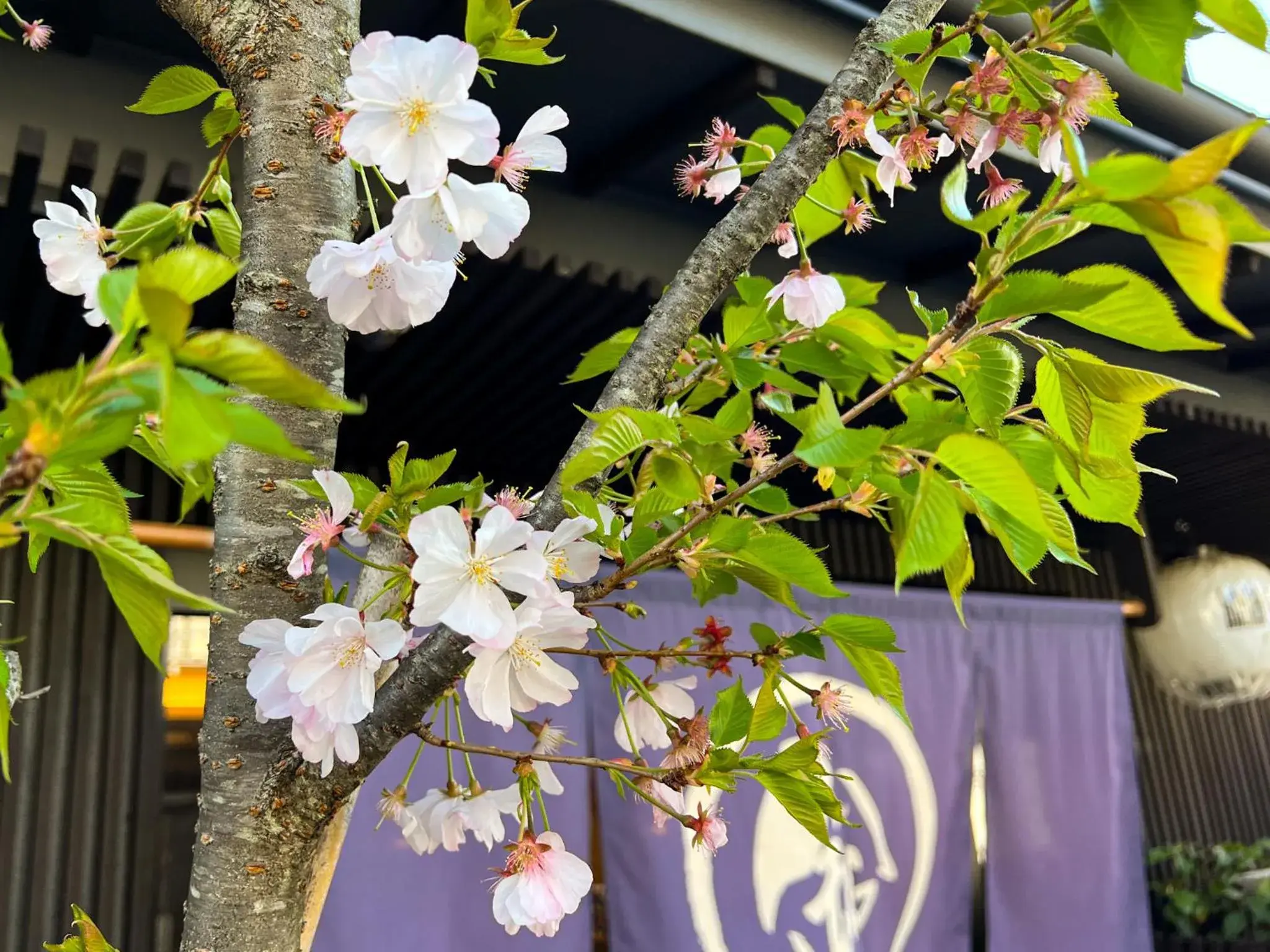 Property building in Rinn Kamiebisu Property building in Rinn Kamiebisu