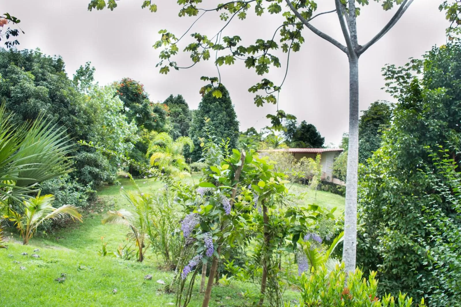 Day in Blue Banyan Inn