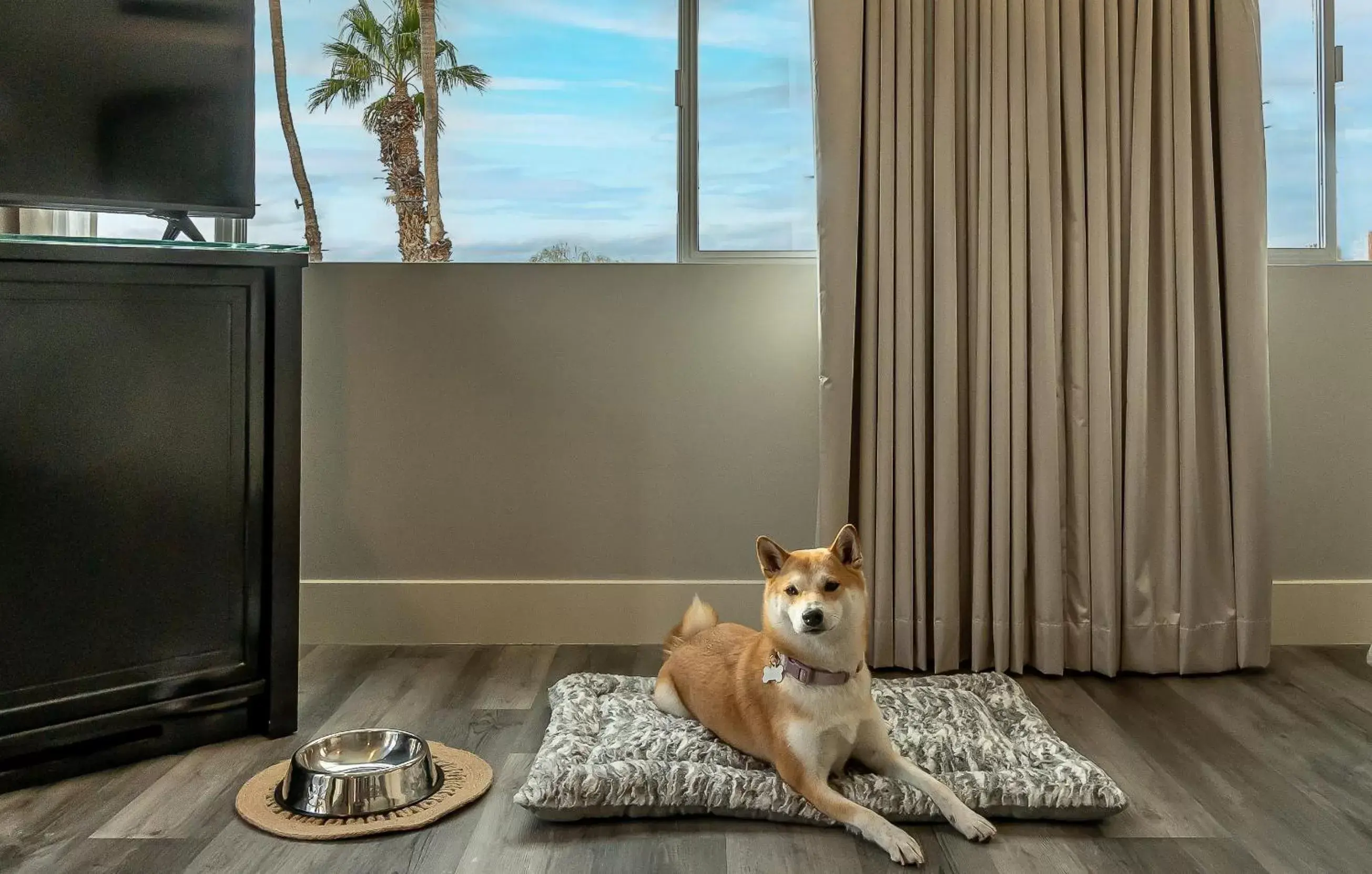 Pets in Onsen Hotel and Spa Pets in Onsen Hotel and Spa