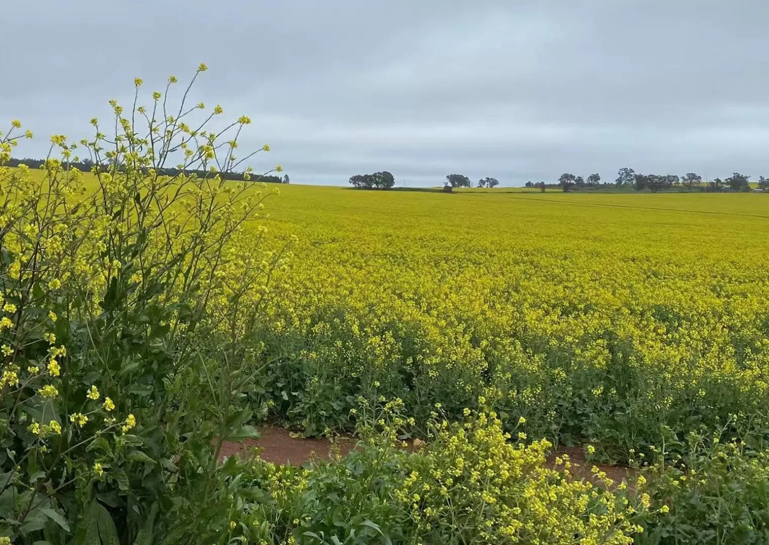 Spring in Apollo Motel Parkes