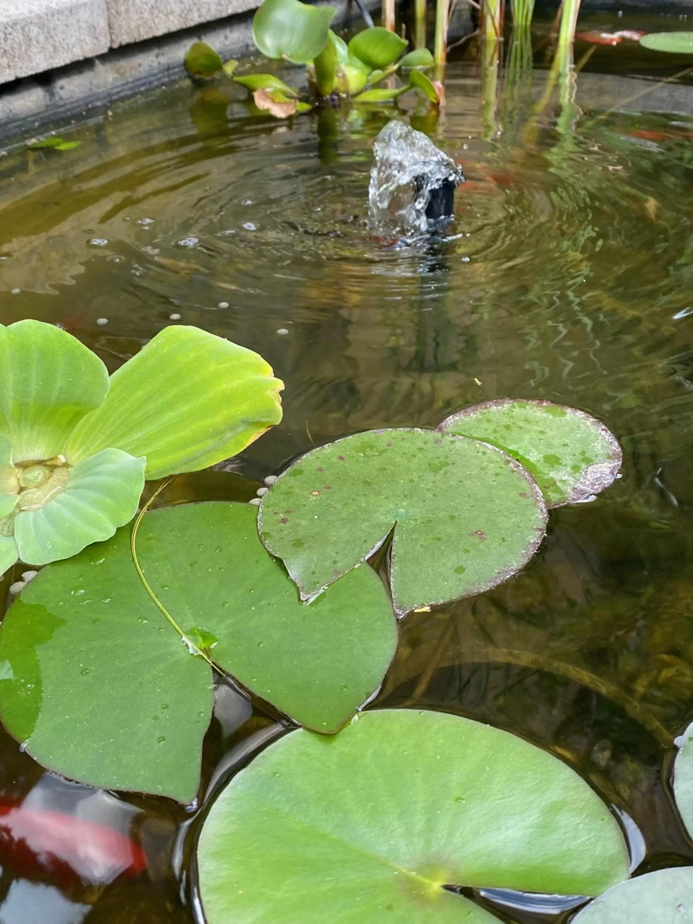 Garden in Margaréta Garden & SPA