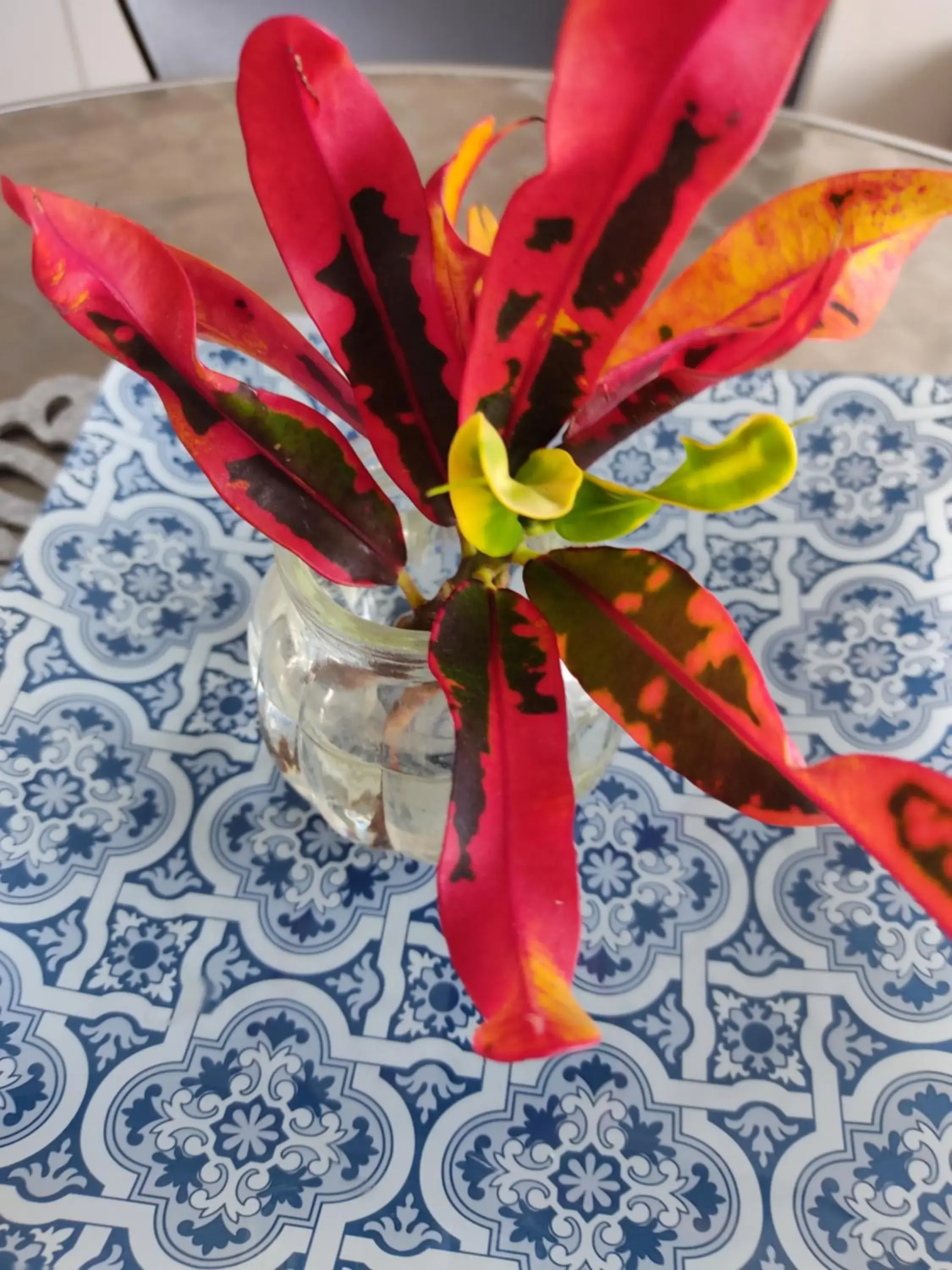 Decorative detail in Palm Beach Guesthouse