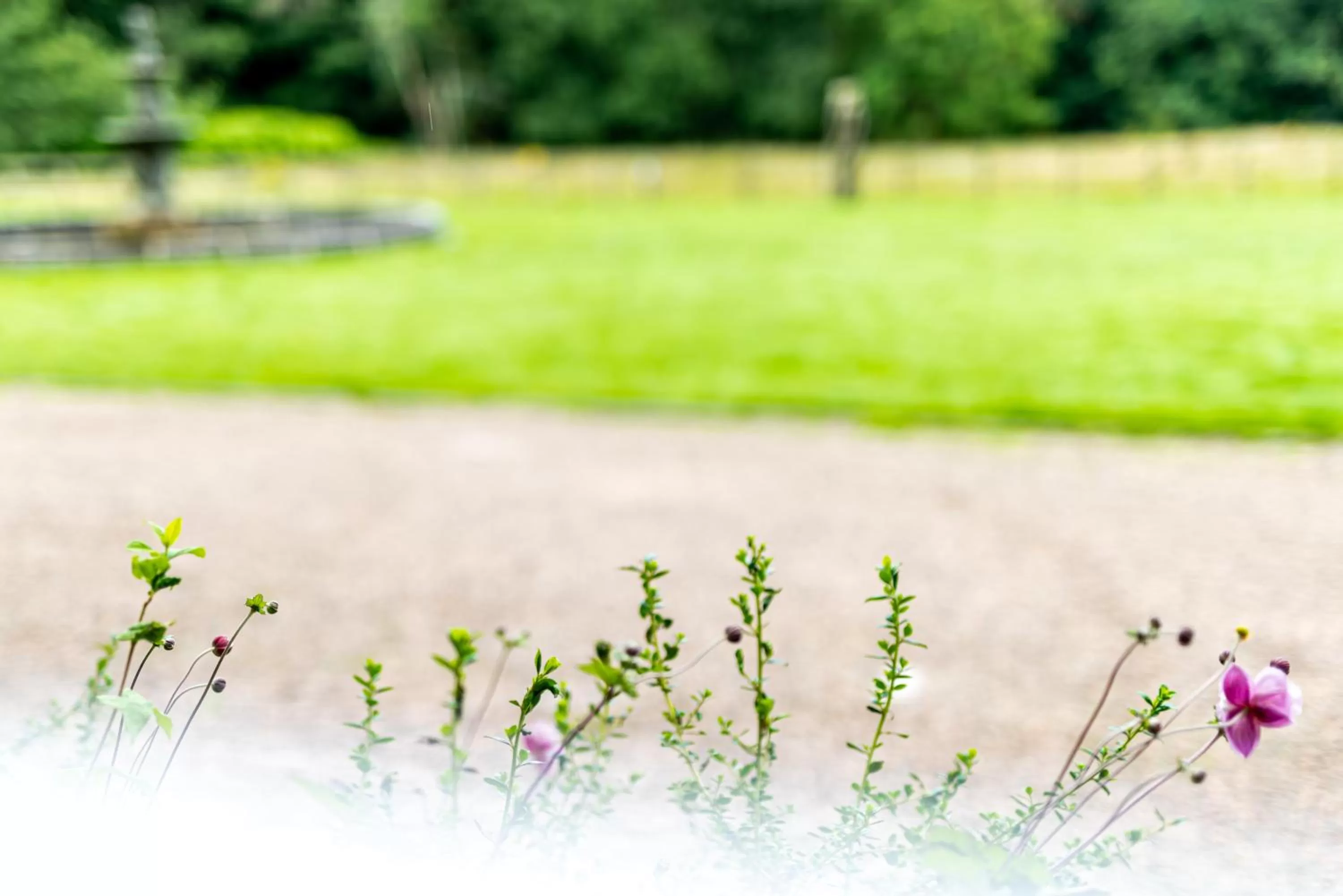 Natural landscape in Melville Castle Hotel