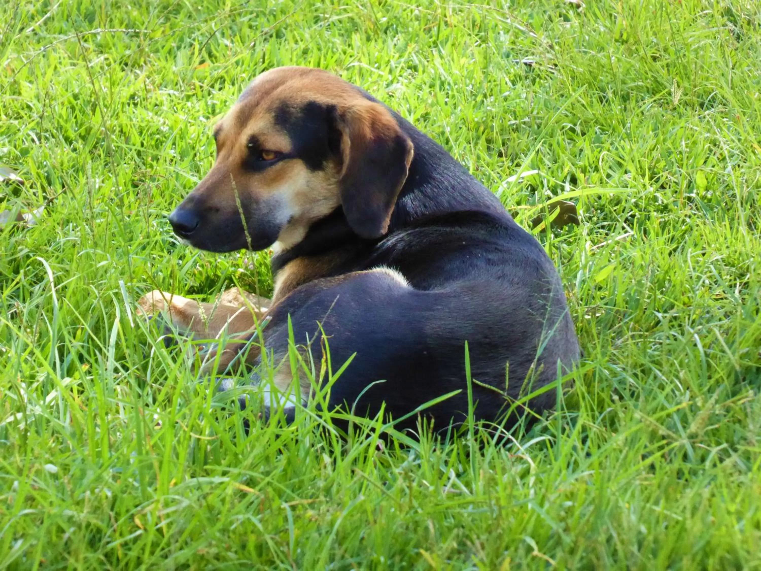 Pets in Finca El Cielo