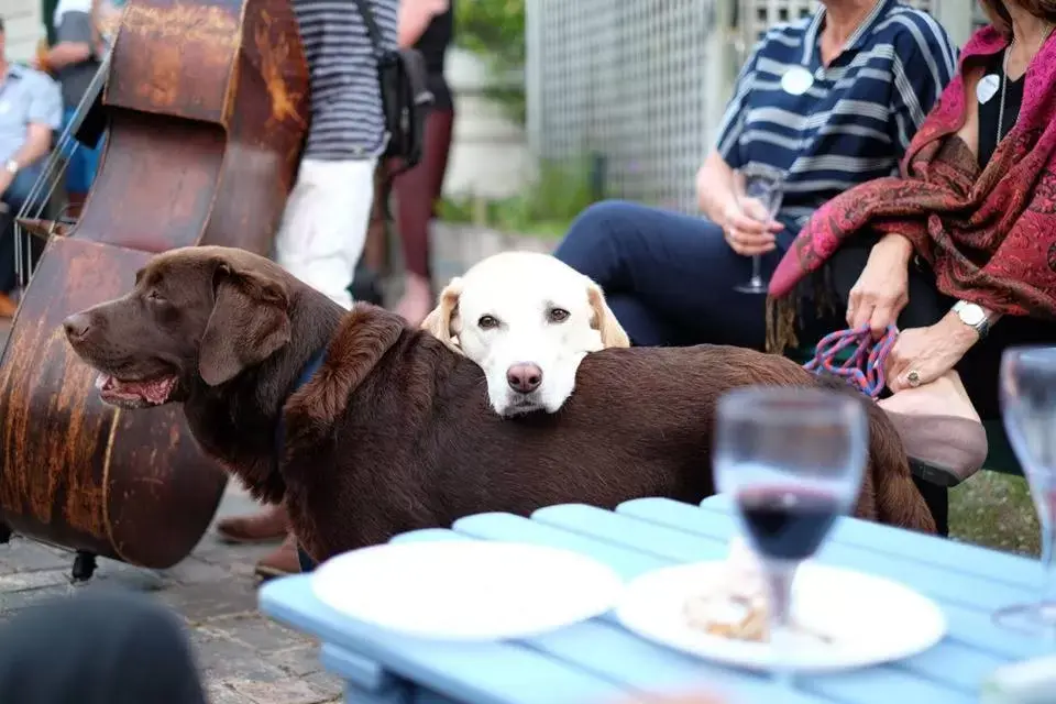 Garden, Pets in The Great Ponsonby Arthotel