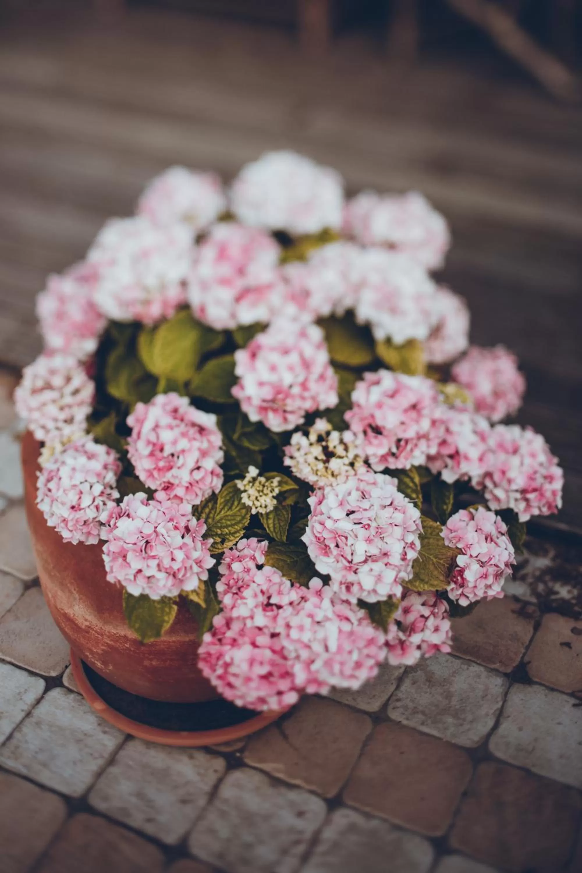 Decorative detail in Bed&Breakfast Vanni