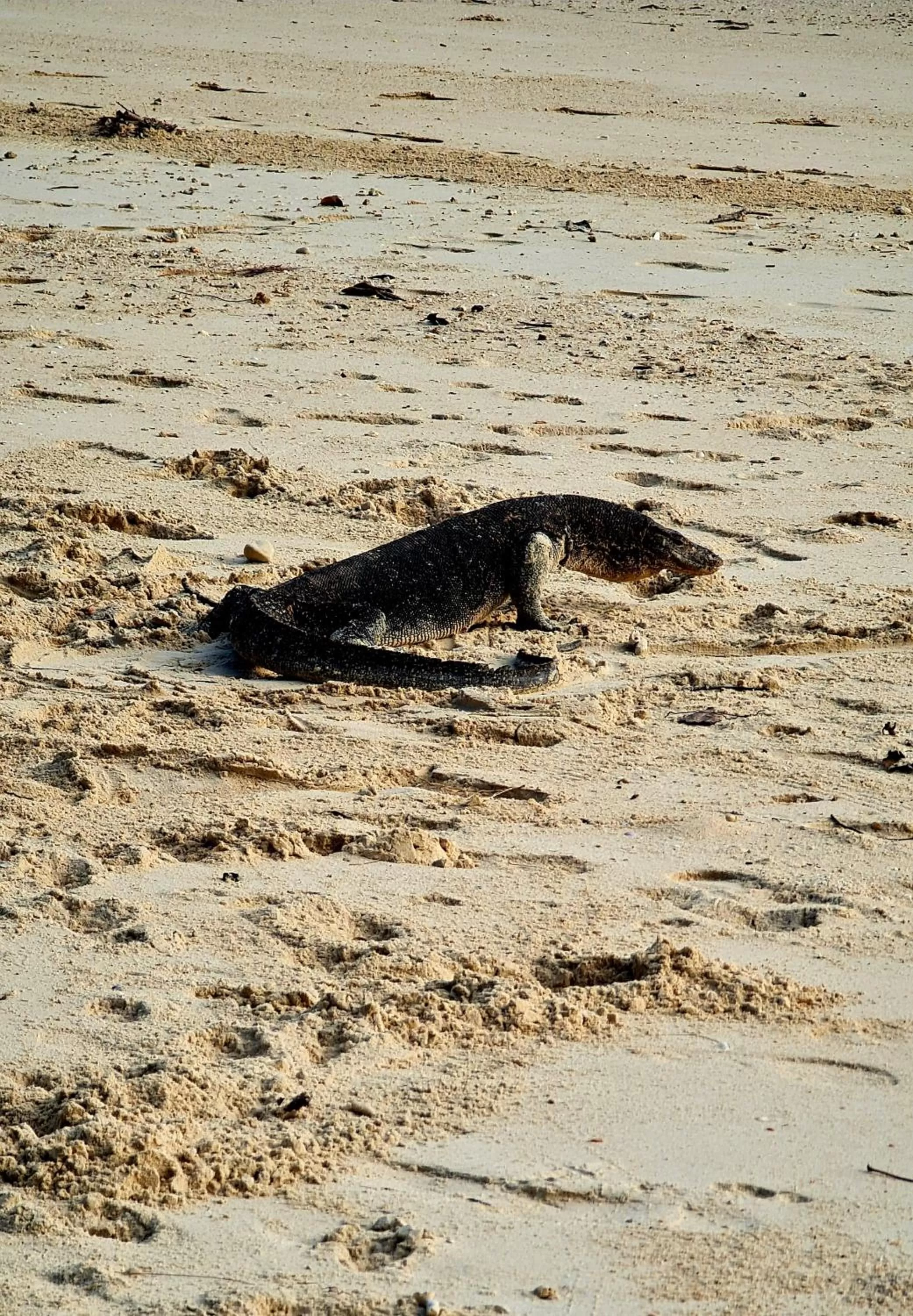 Beach in Thanya Beach Resort - SHA Plus