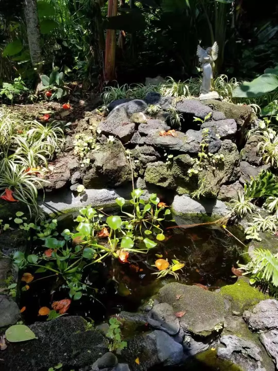 Hiking in Volcano Forest Inn