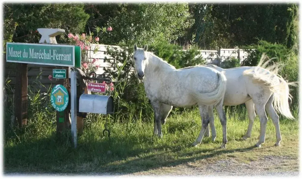 Property building, Other Animals in Mazet du Maréchal Ferrant