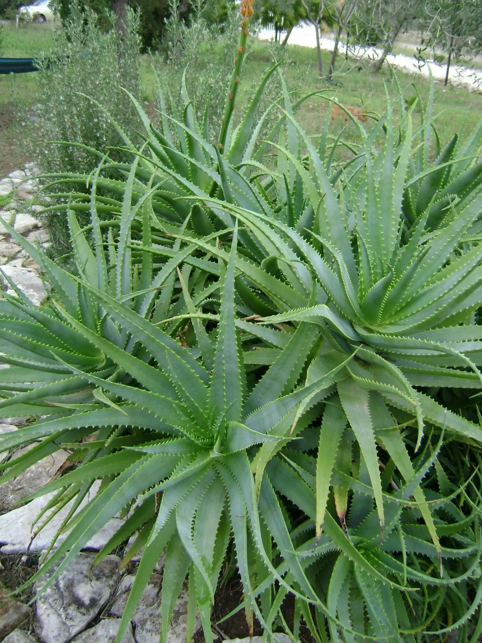 Garden in B&B Villa Mediterranea with parking space