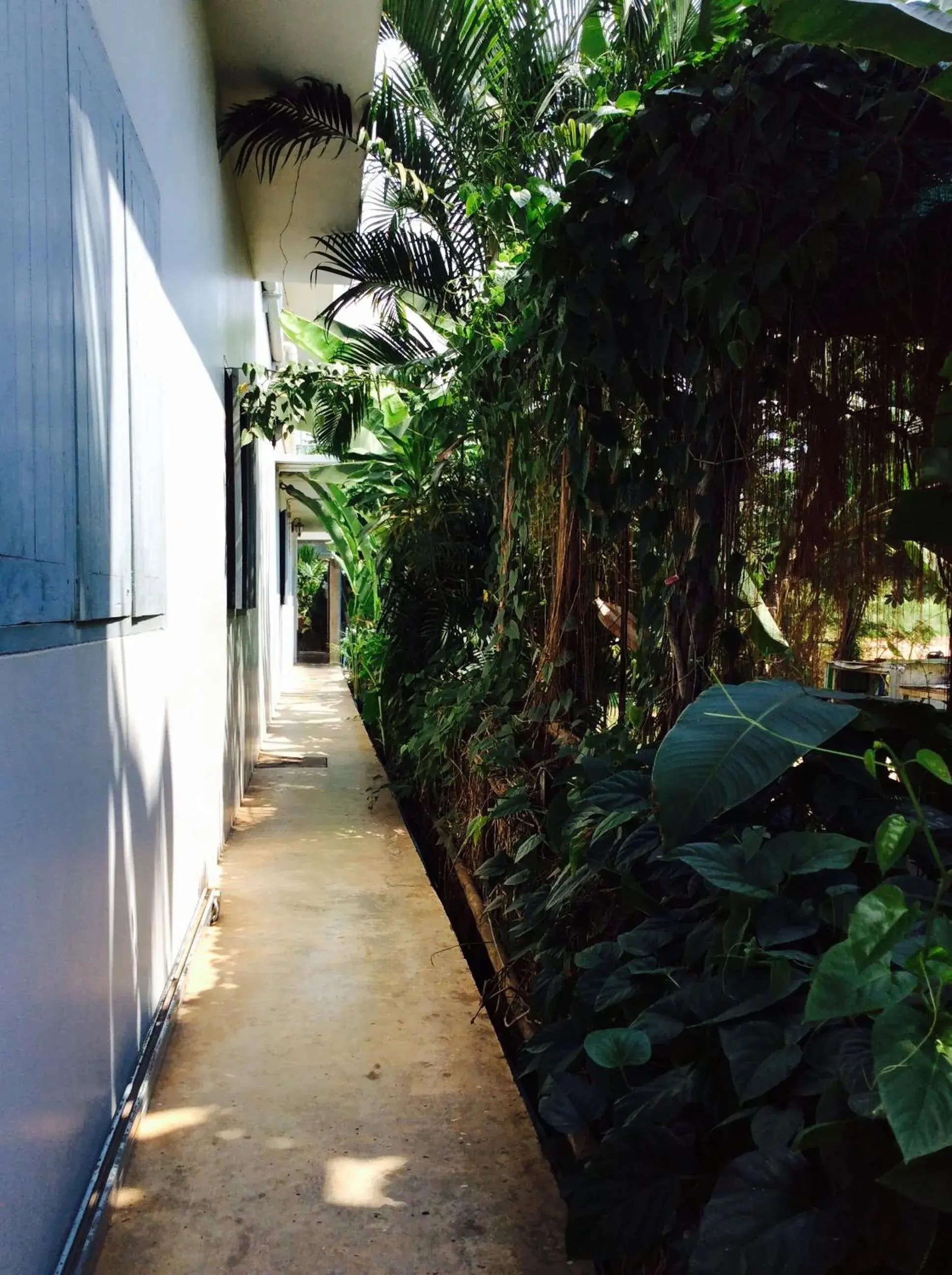 Garden in EZ House