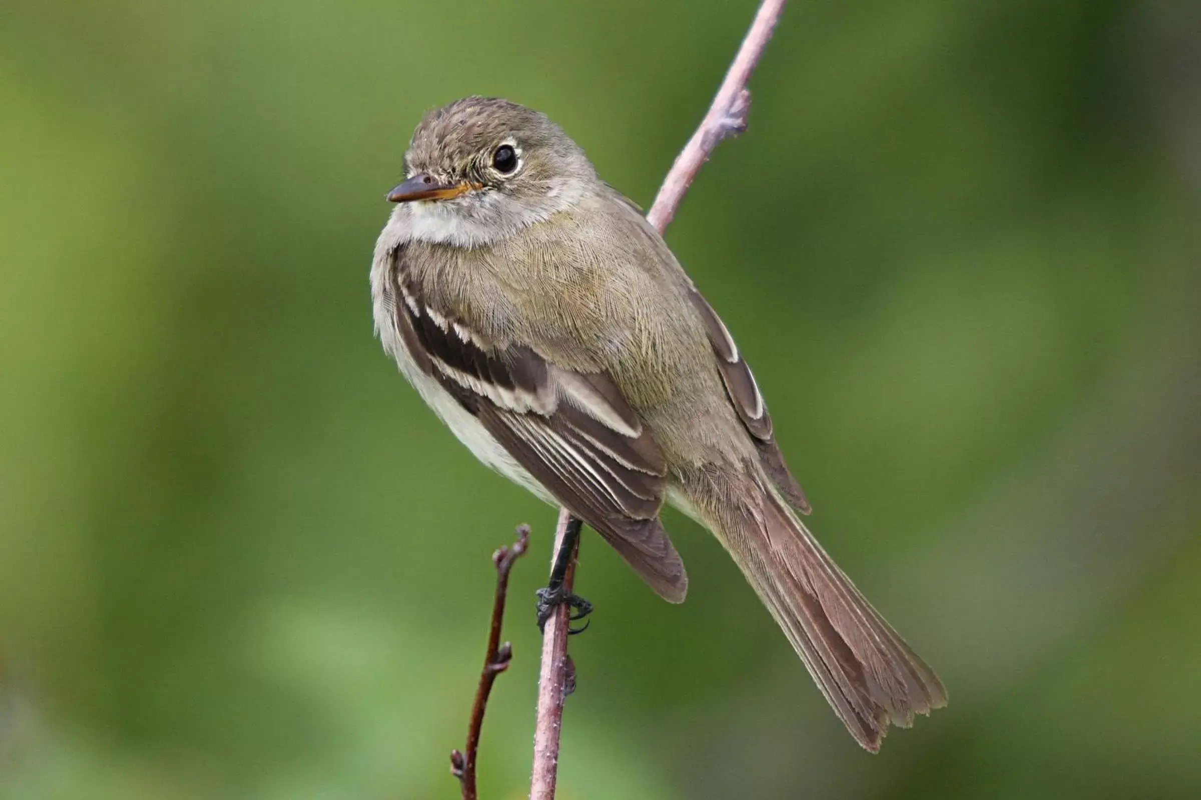 Natural landscape, Other Animals in Hotel Pibi Boreal