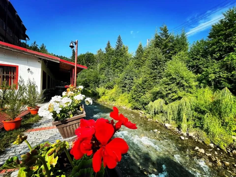 Garden in Hotel Pin Azuga