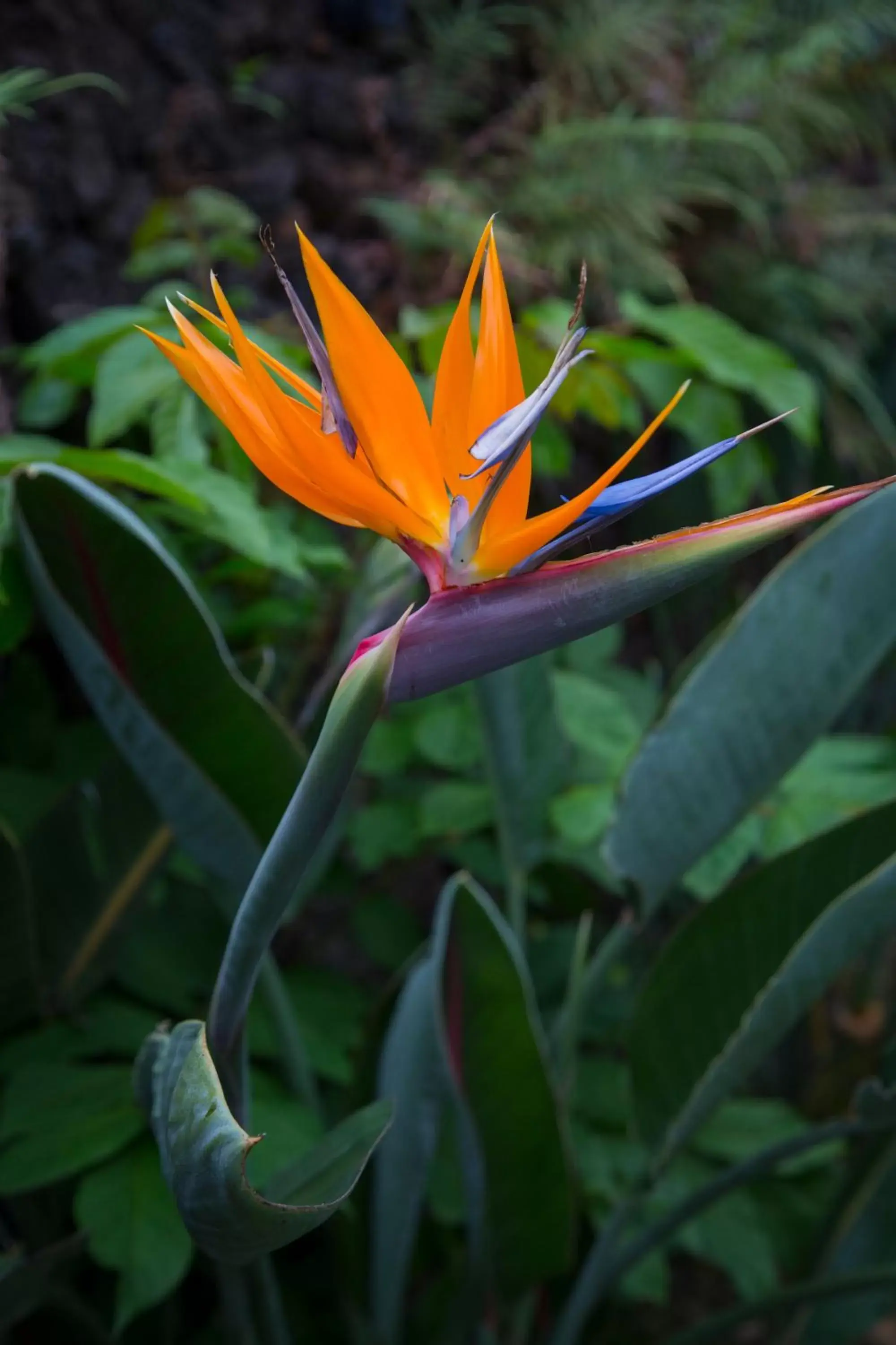 Garden, Other Animals in Napili Kai Beach Resort