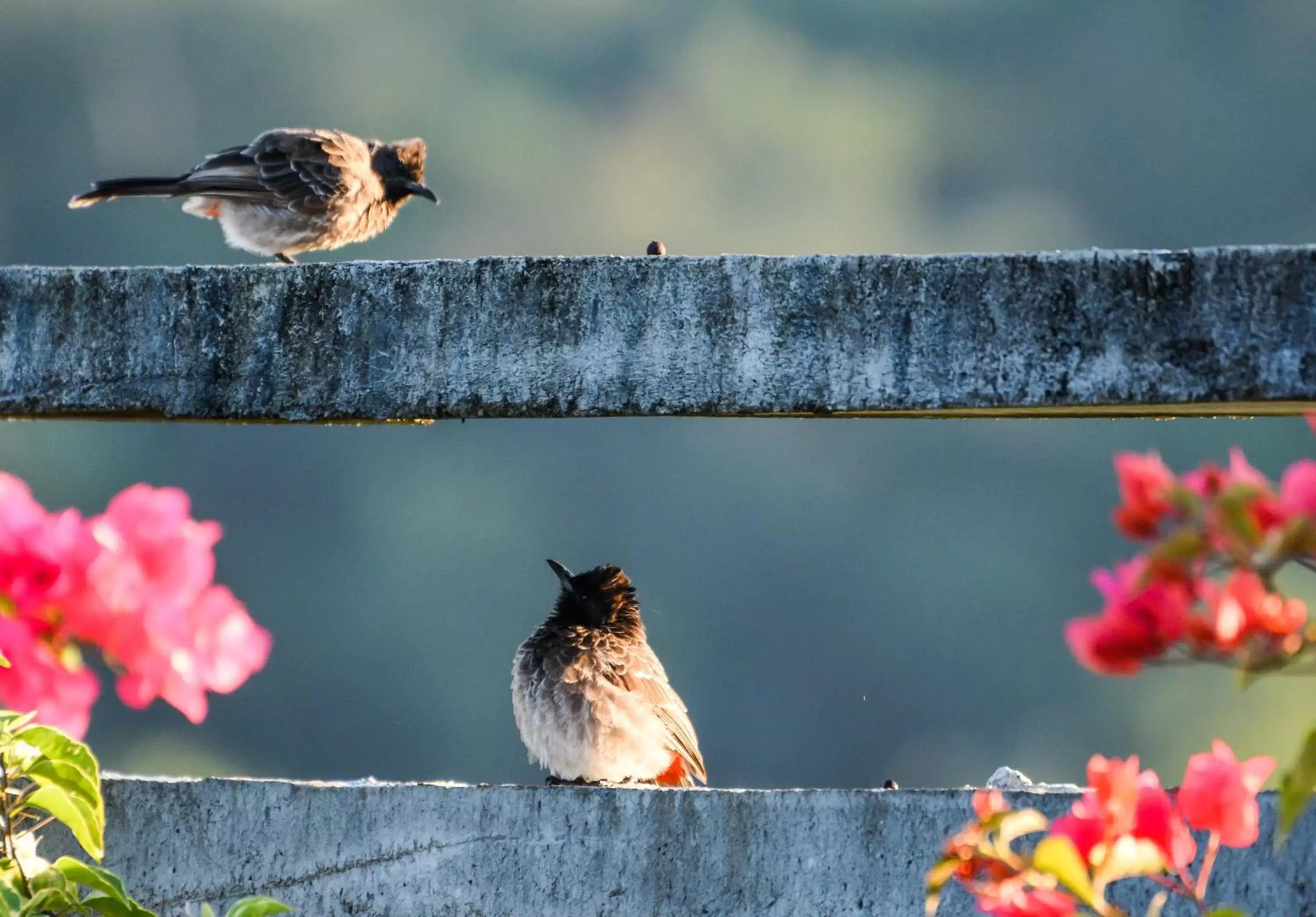 Animals, Other Animals in Elegant Hotel