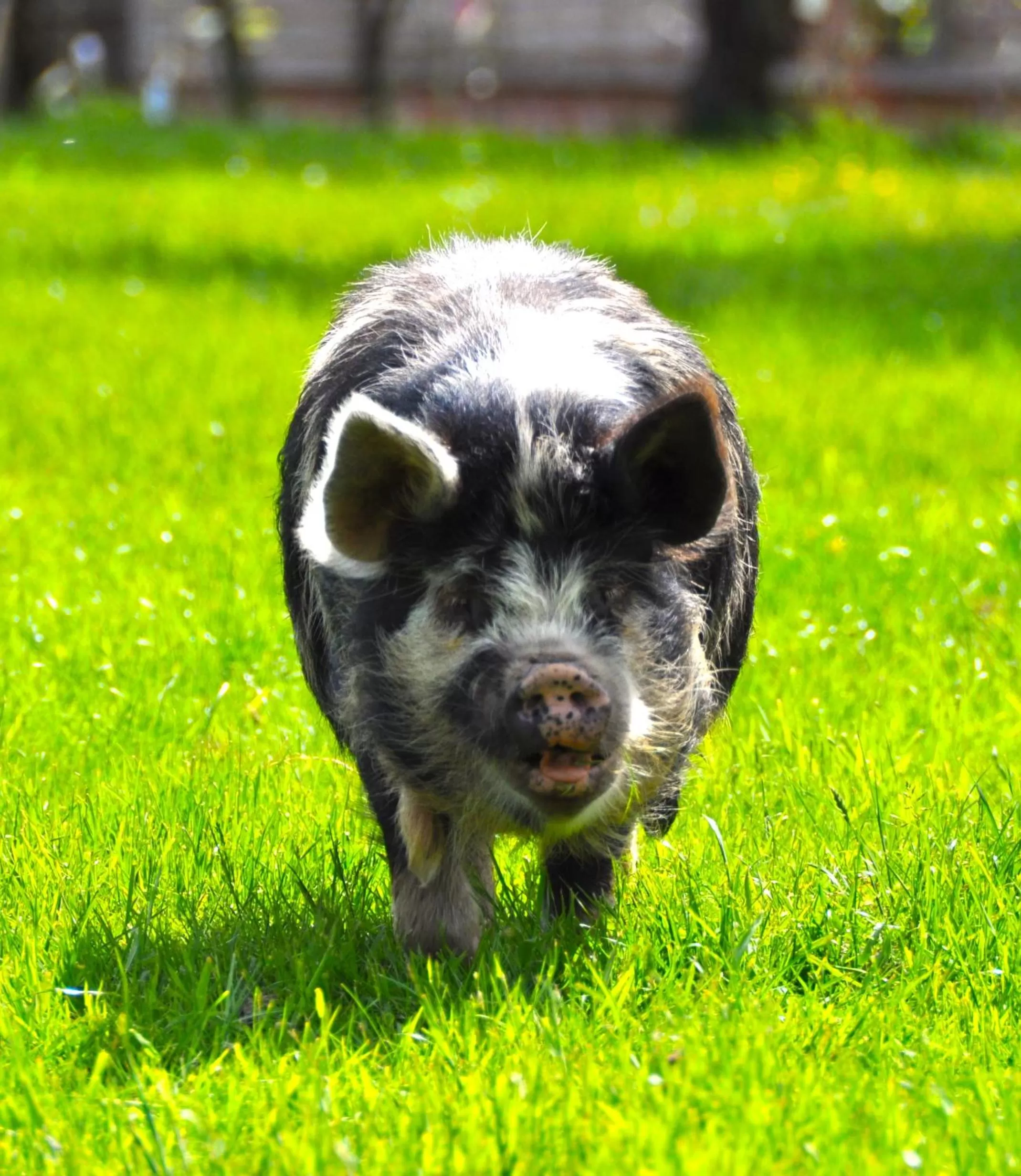 Animals in The Angel Inn Hotel