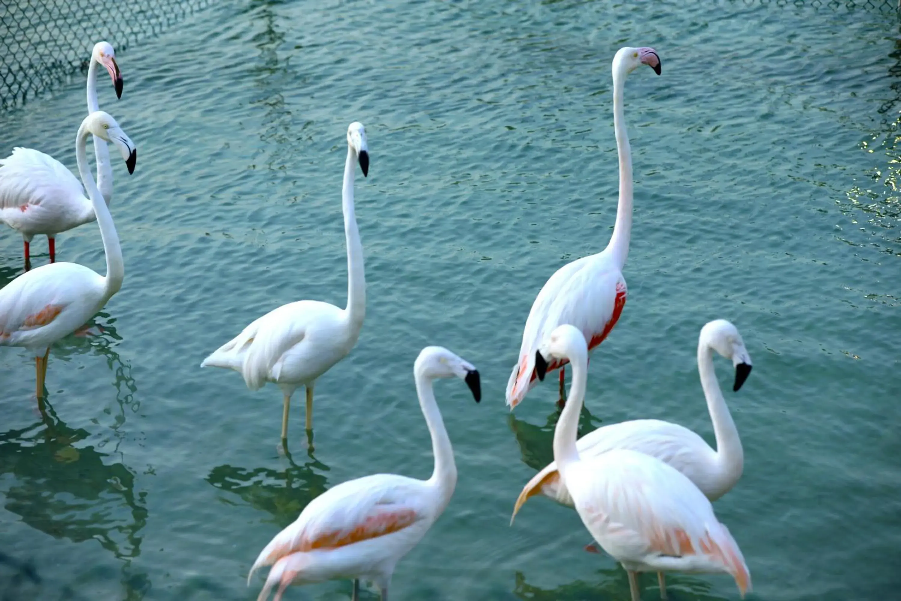 Animals, Other Animals in Lagoona Beach Luxury Resort And Spa