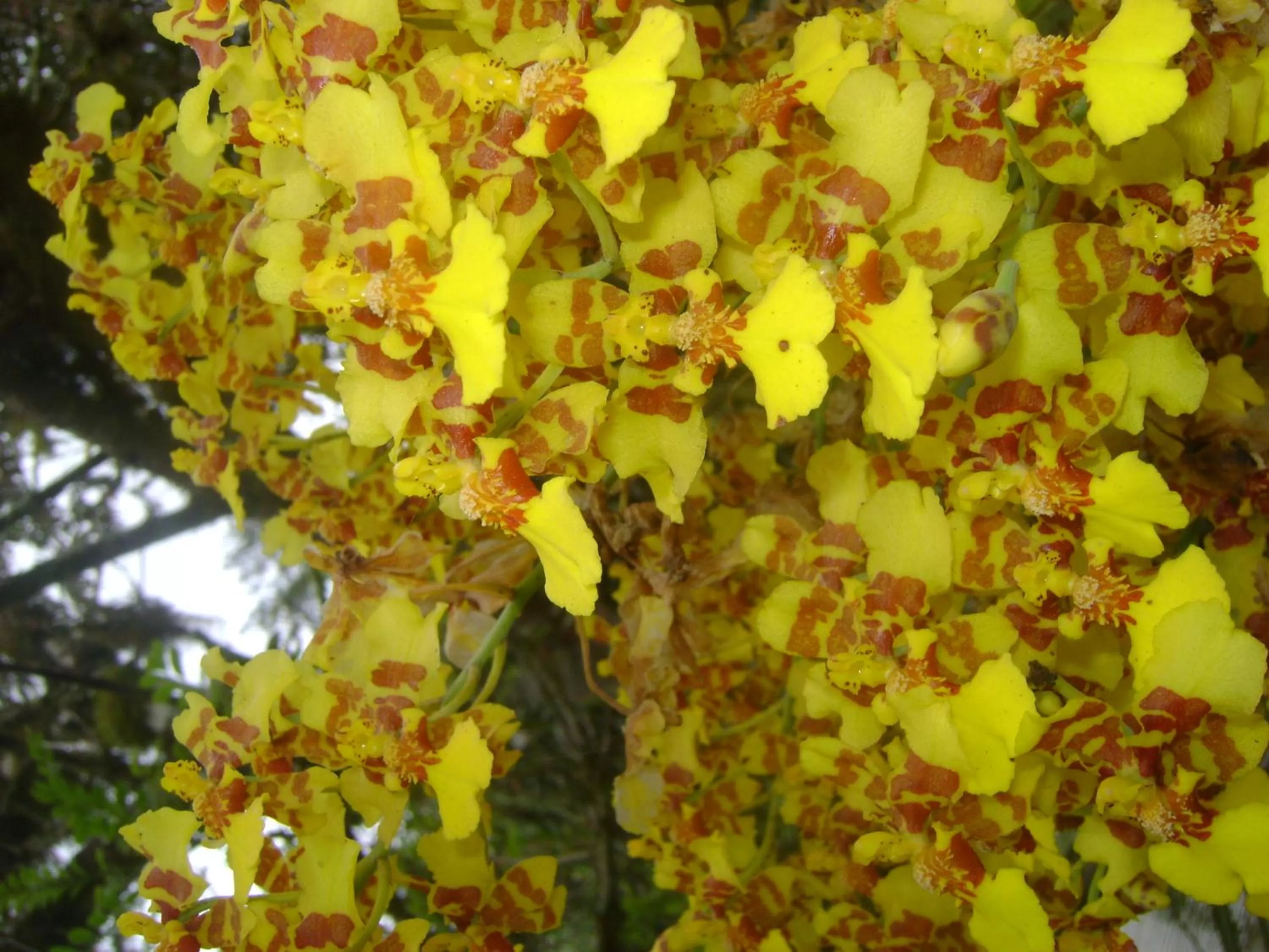 Food in Hosteria Florecer