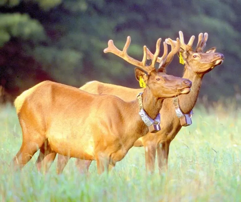 Nearby landmark, Other Animals in Jonathan Creek Inn and Villas