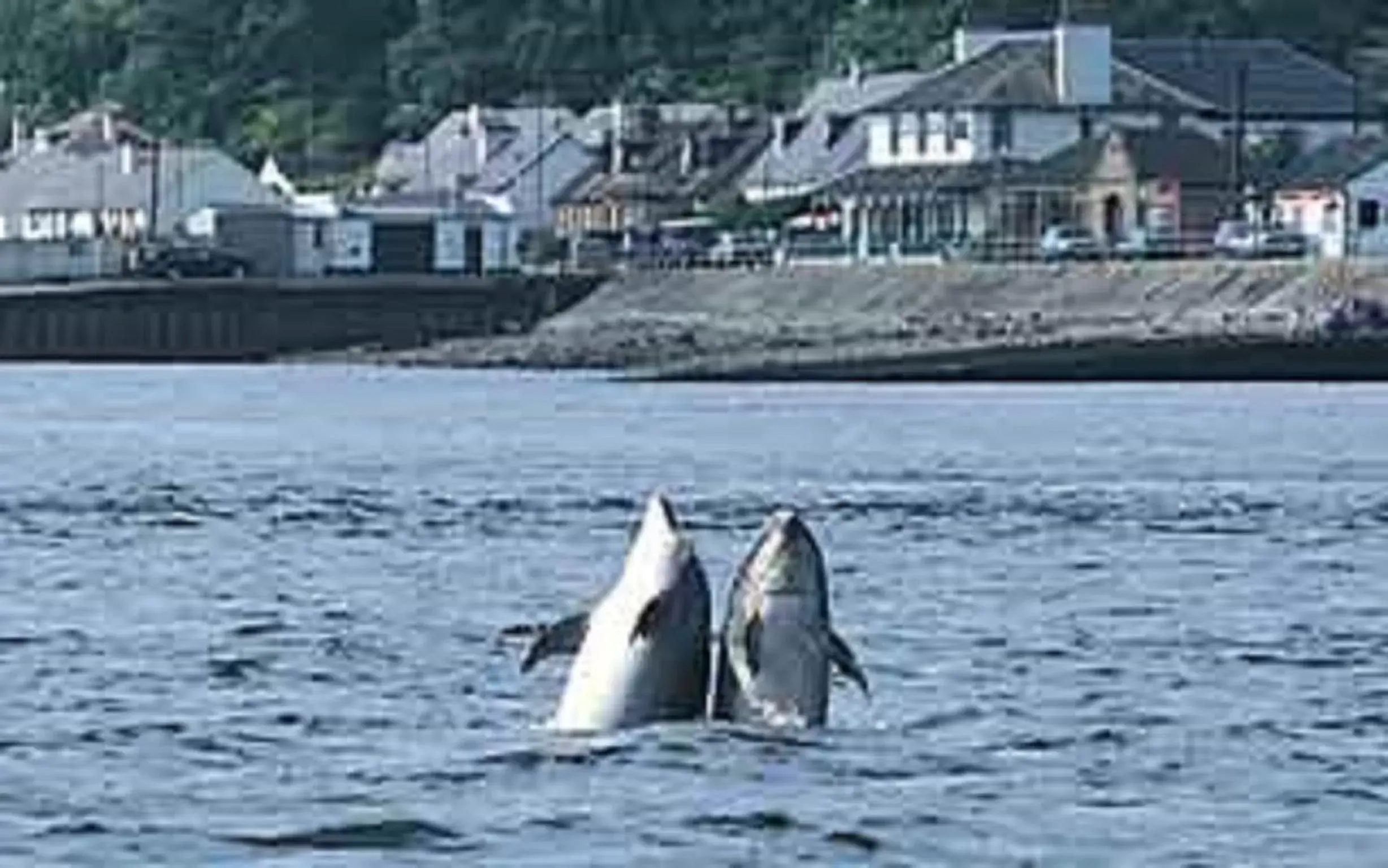 Facade/entrance, Other Animals in North Kessock Hotel