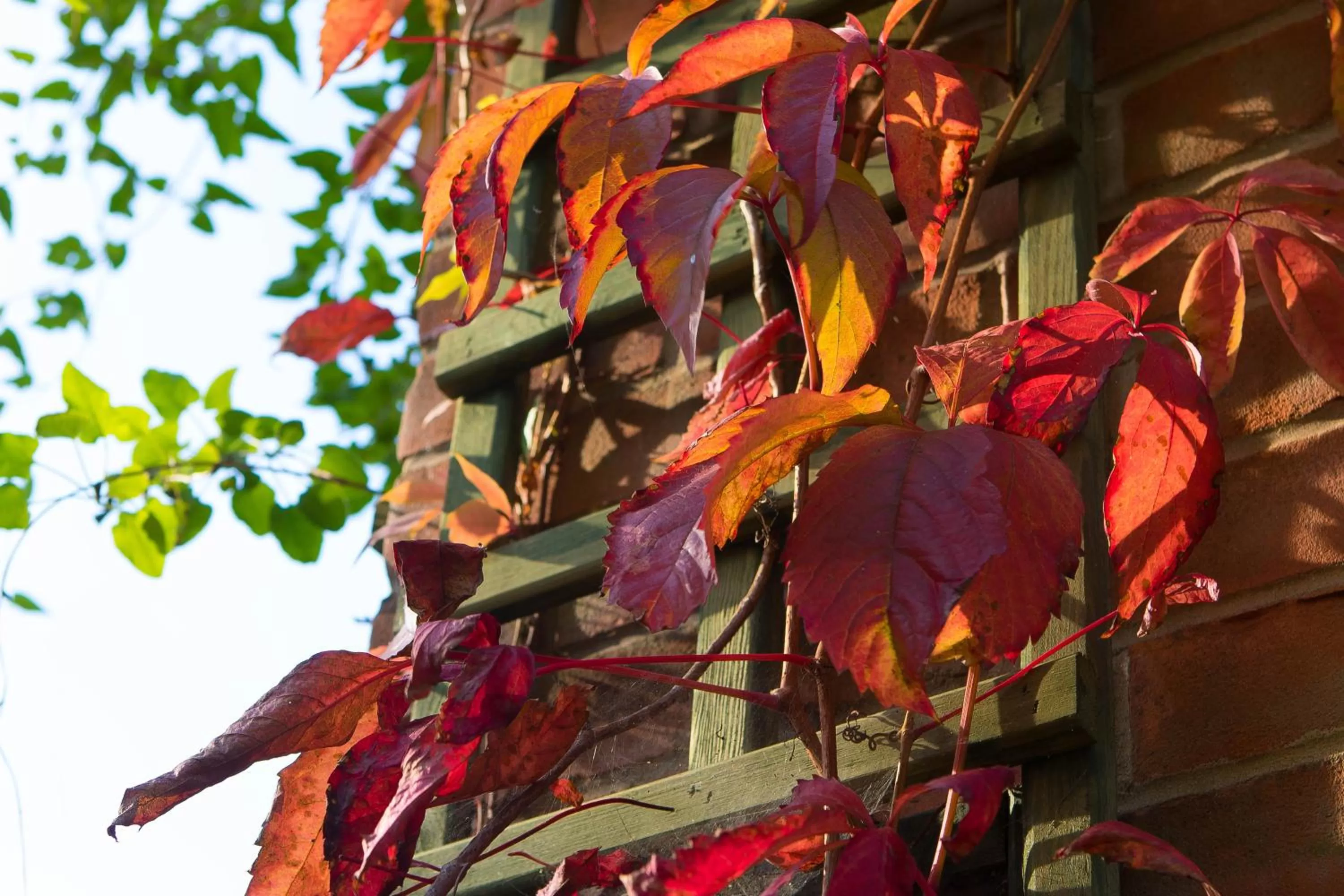 Garden in The Pinewood Hotel