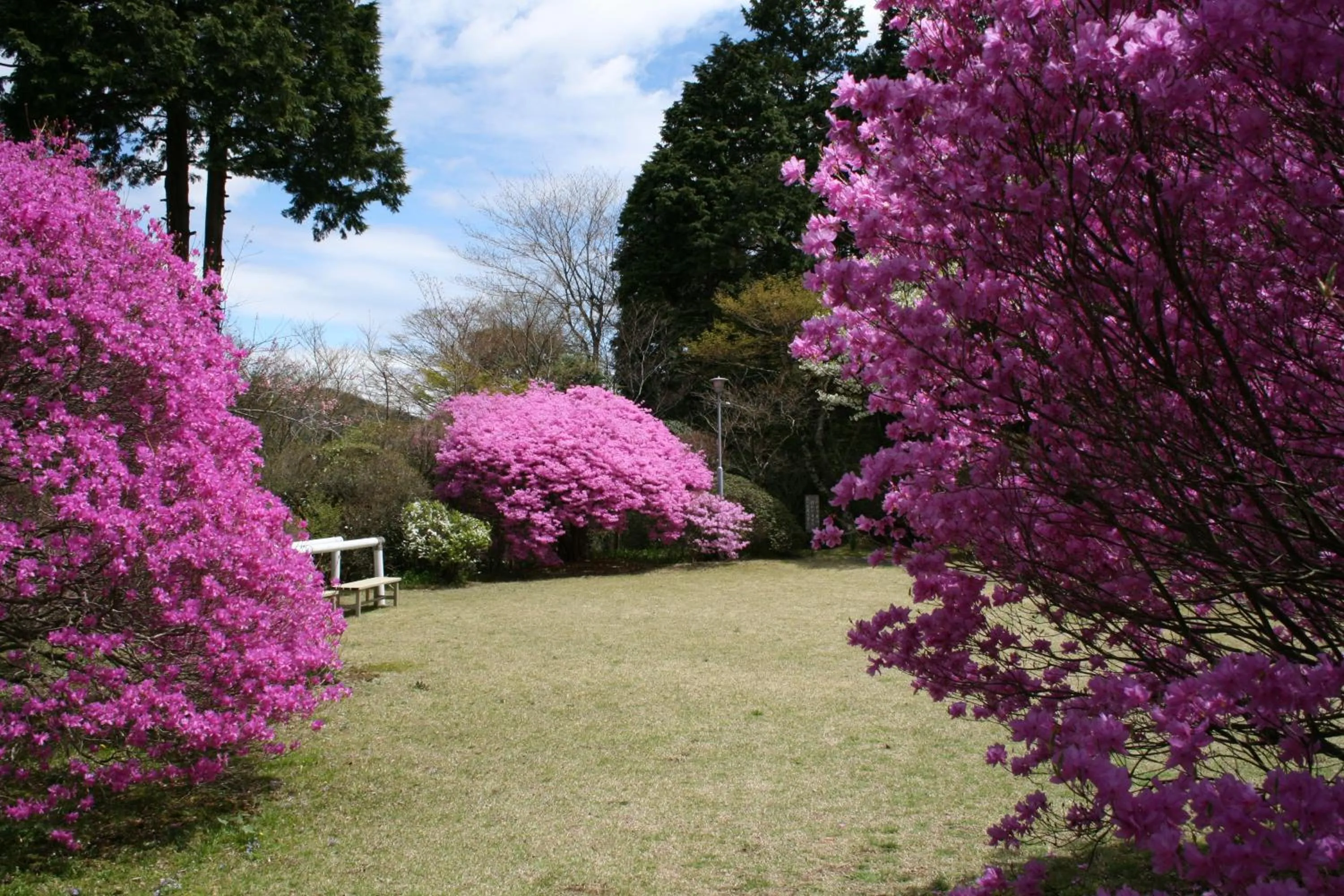 Spring in Senkyoro