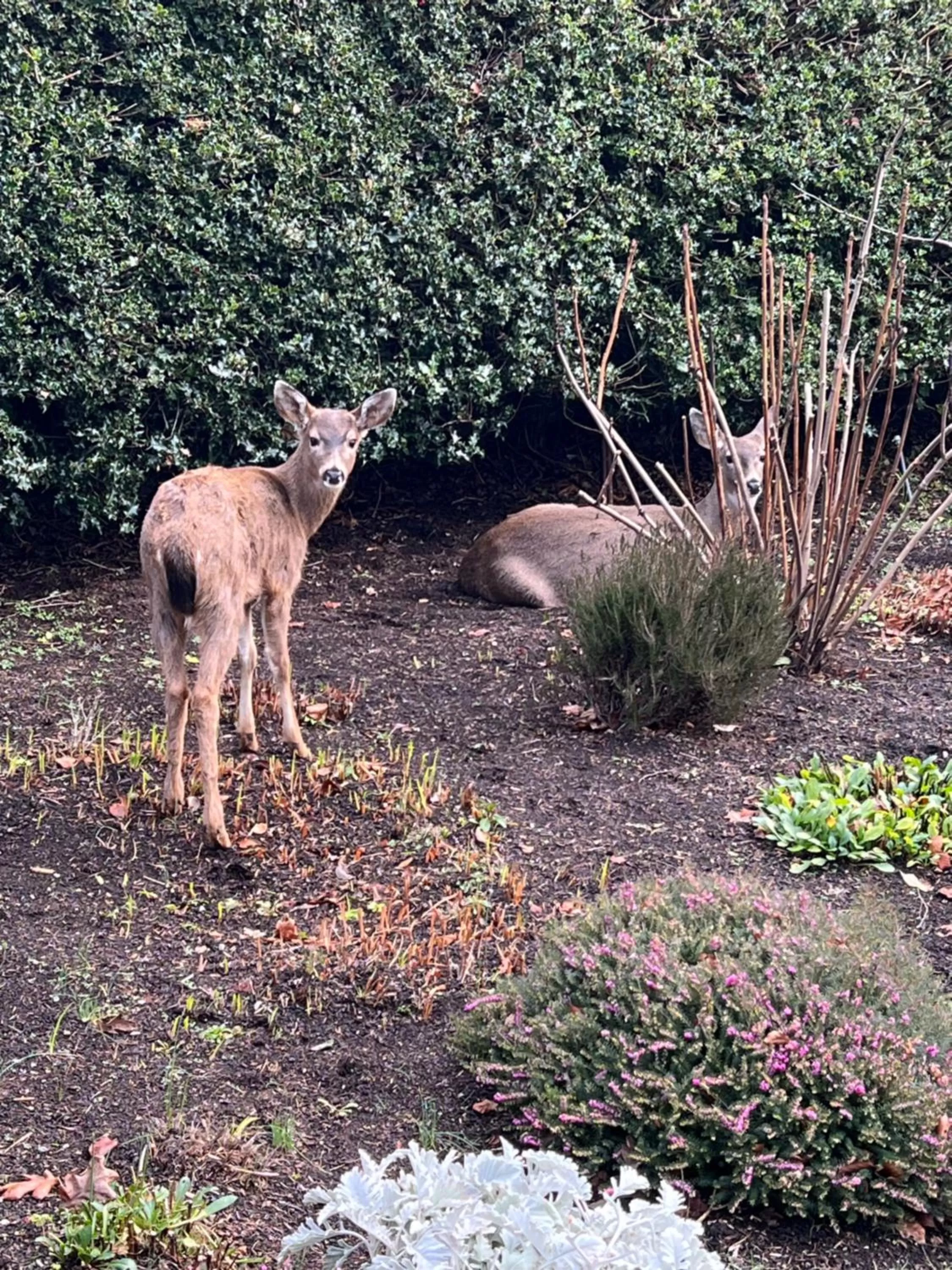 Garden in Prior Castle Inn