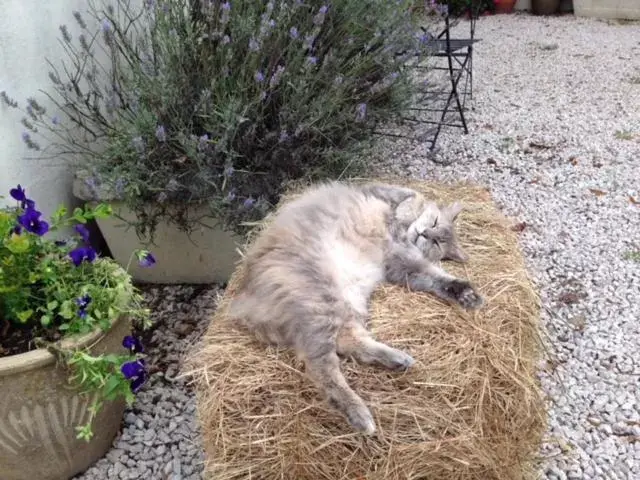 Pets in Les Glycines