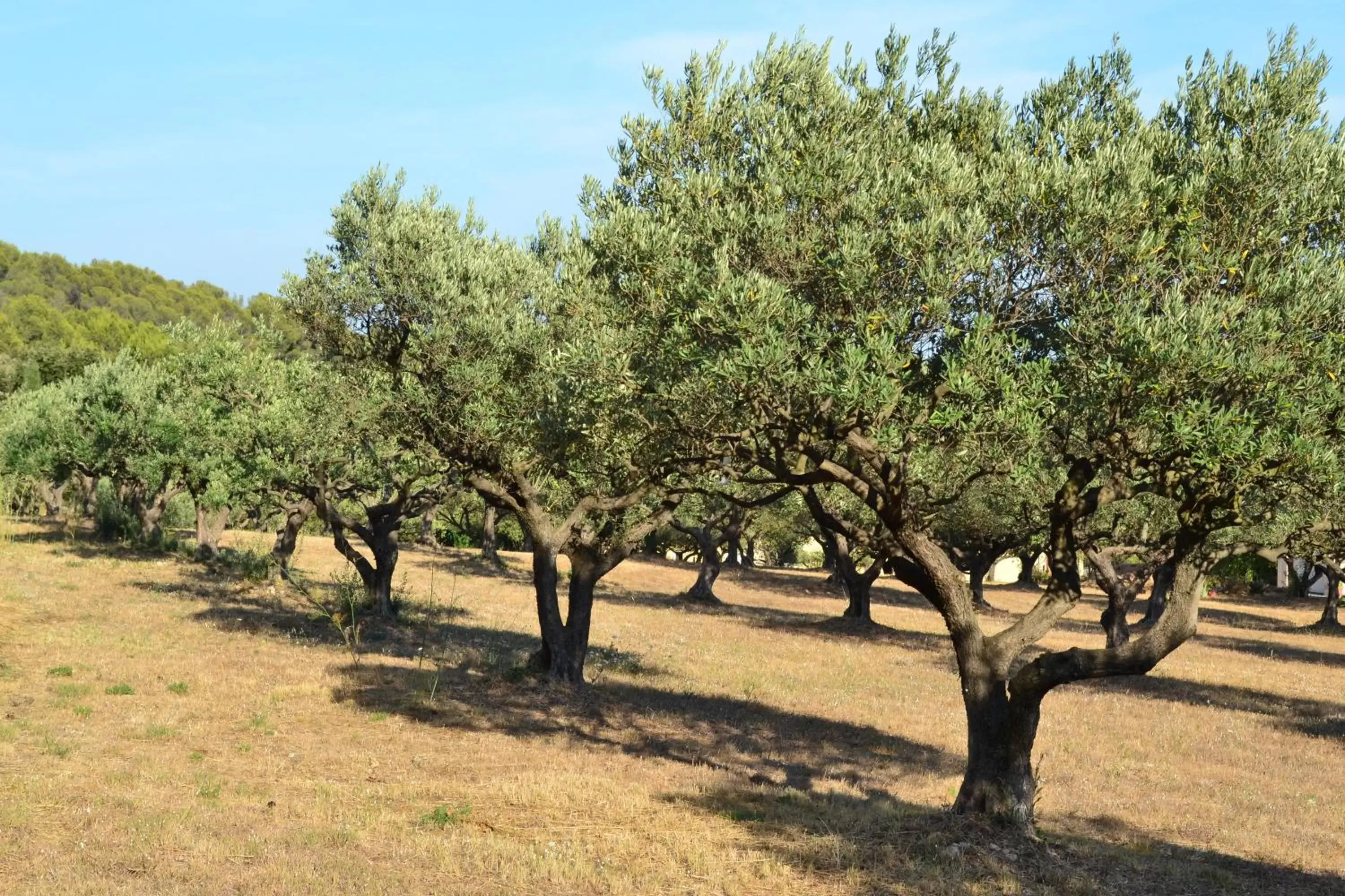 Off site, Garden in La Villa Provençale