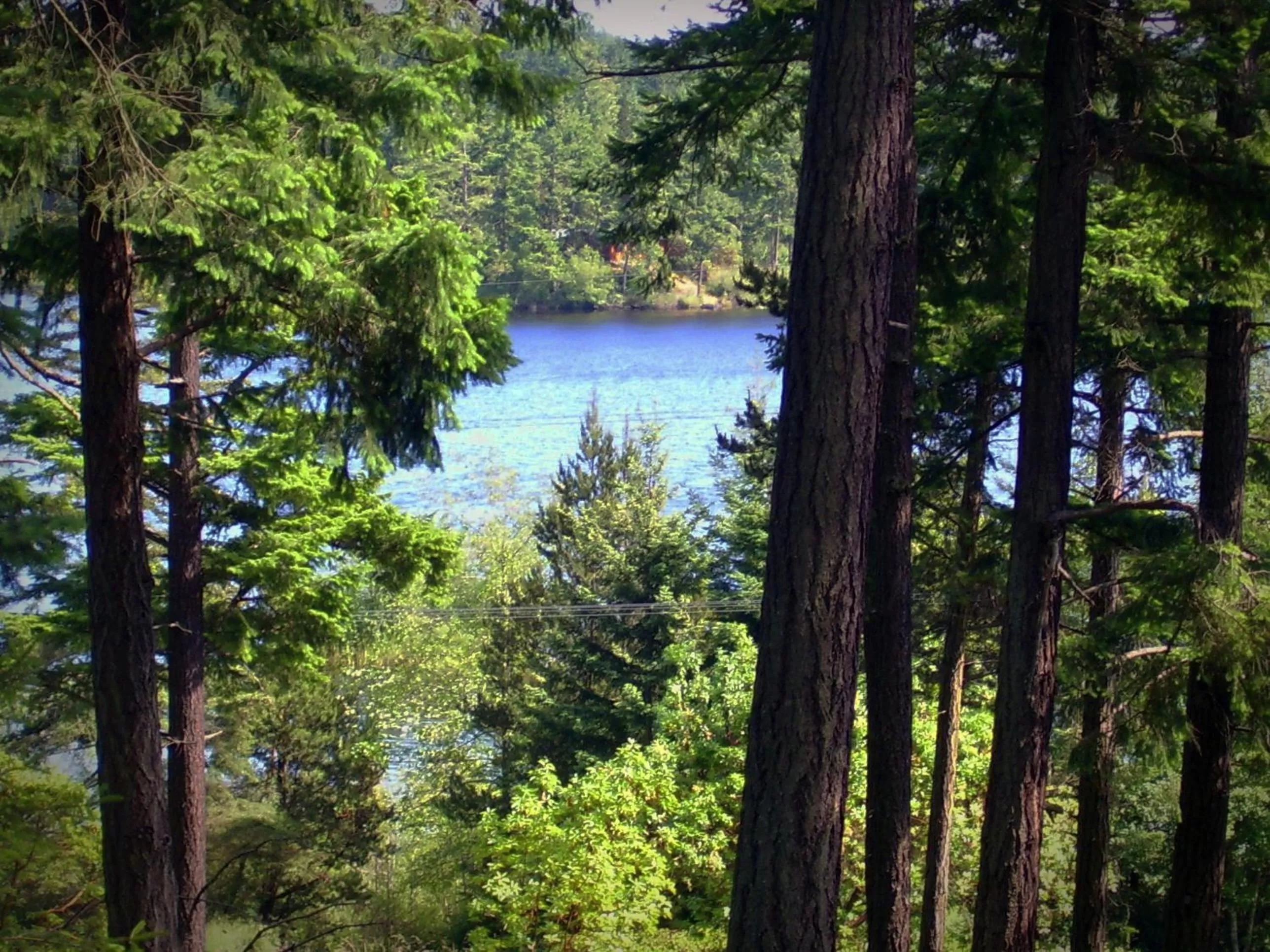 View (from property/room) in Inn to the Woods