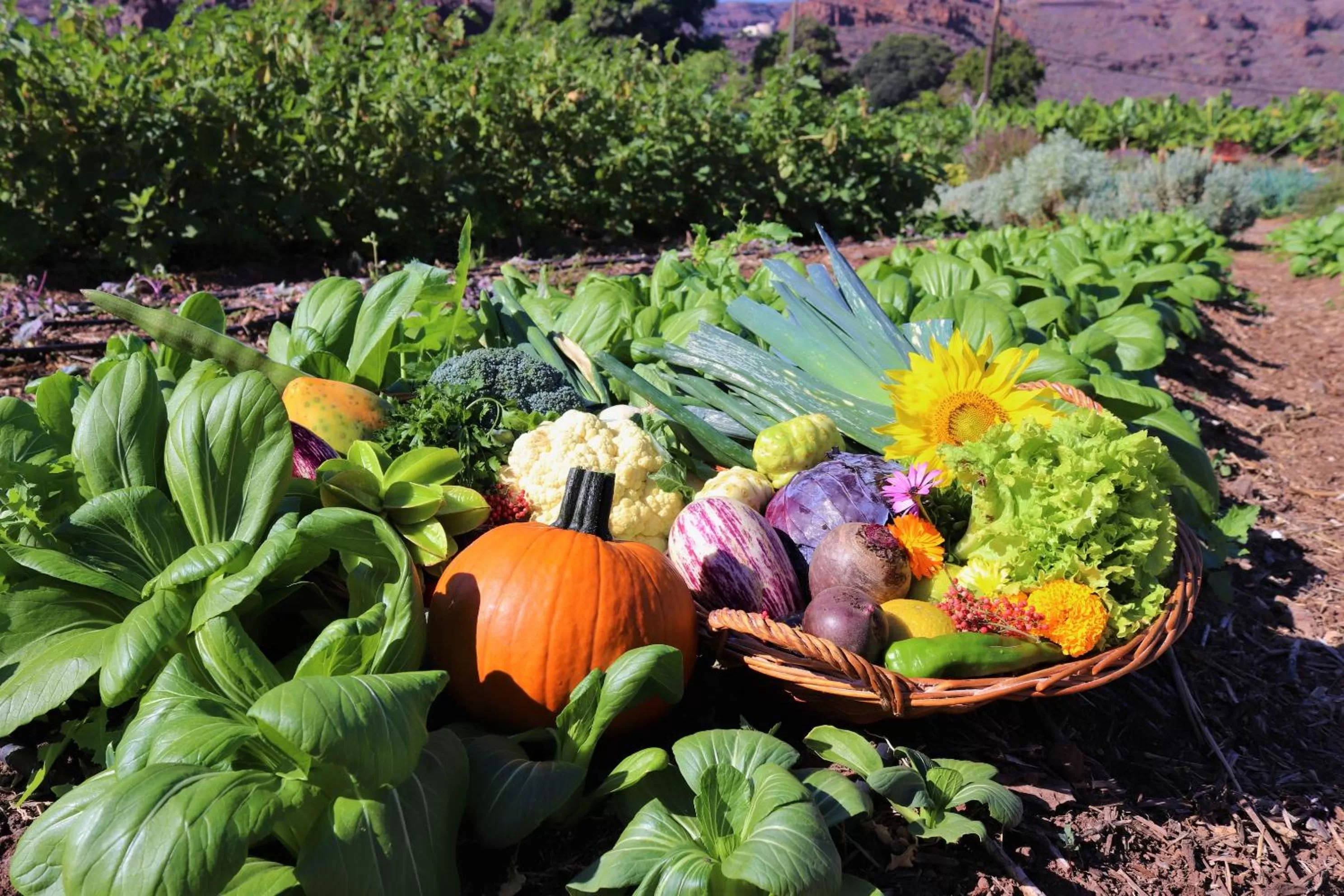 Area and facilities in Hotel Jardín Tecina