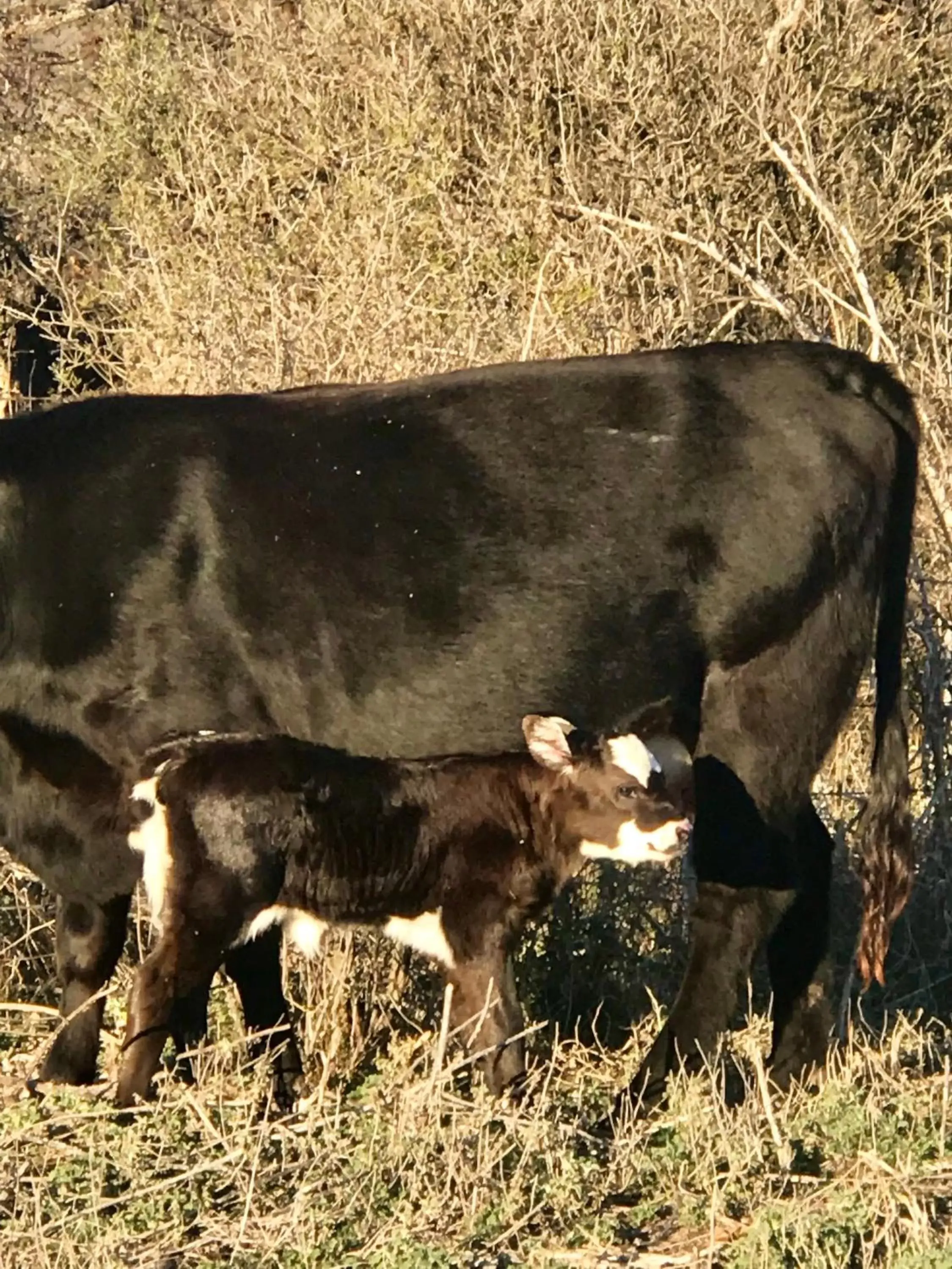 Other Animals in City on a Hill at Spring Creek