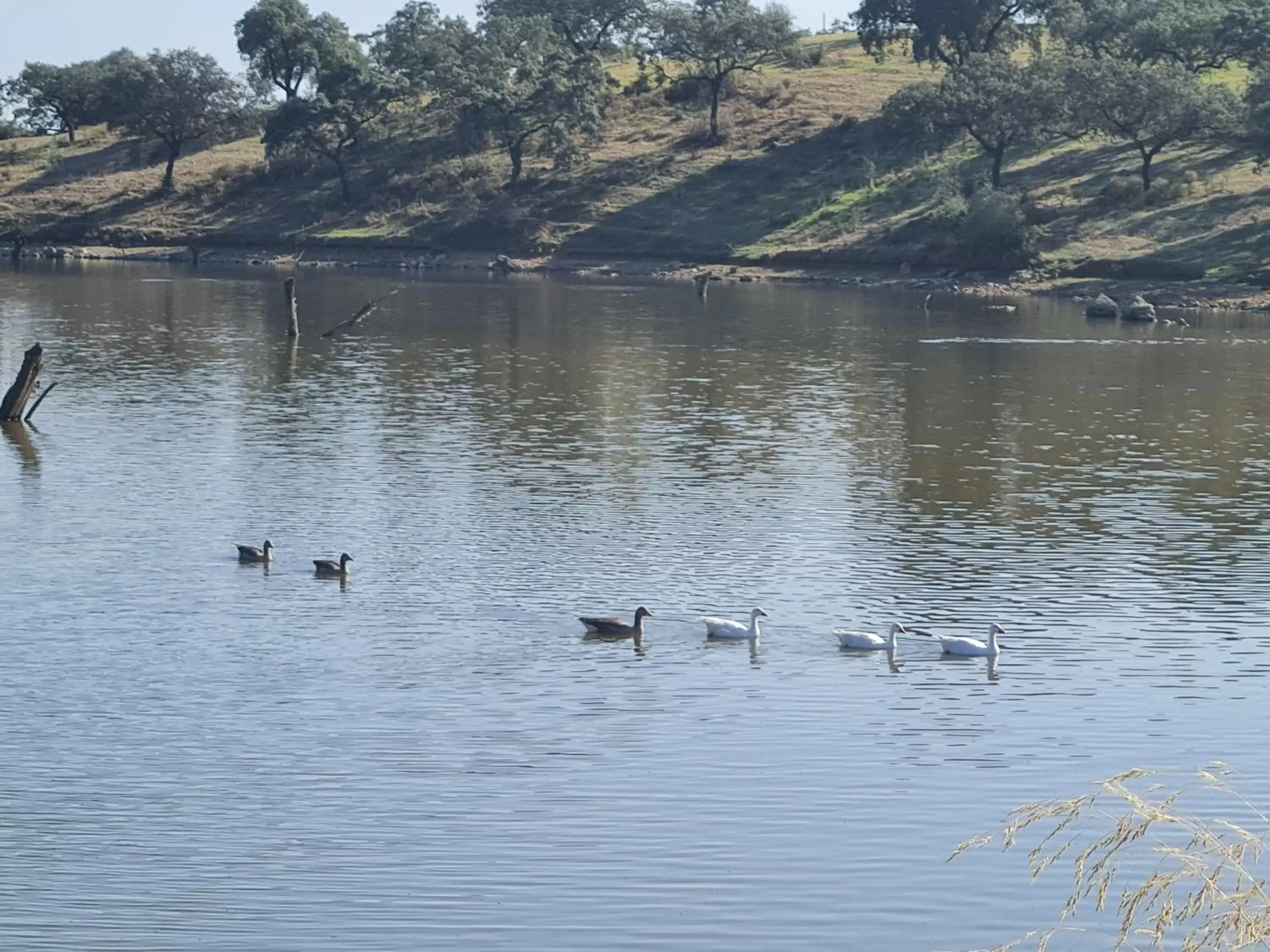 Sports, Other Animals in Alojamiento Rural Finca Barral