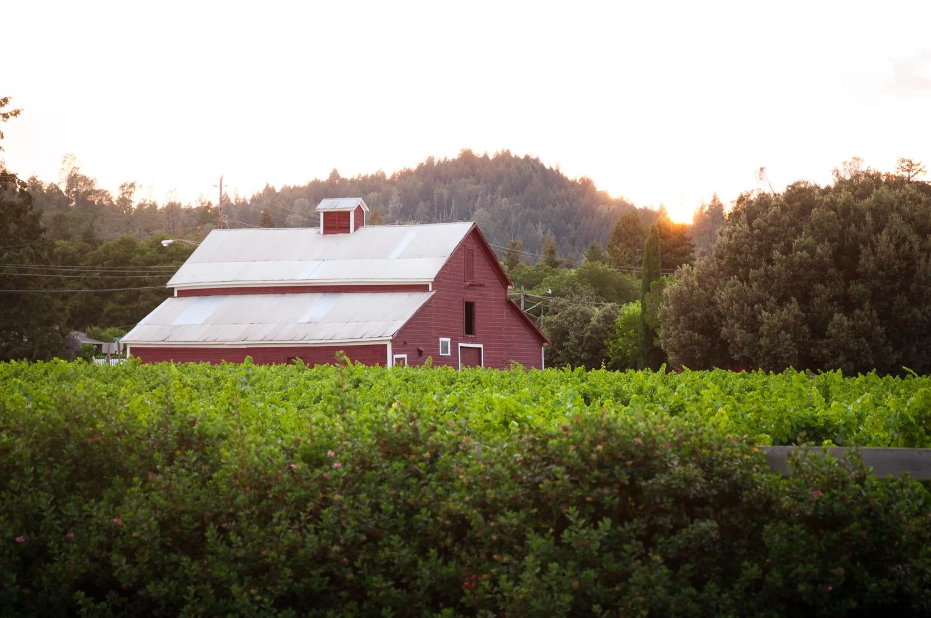 Area and facilities in Geyserville Inn