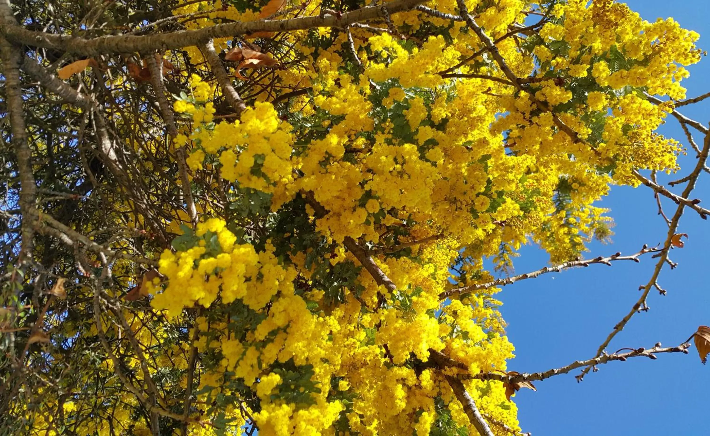 Spring in Lilybrook Motel