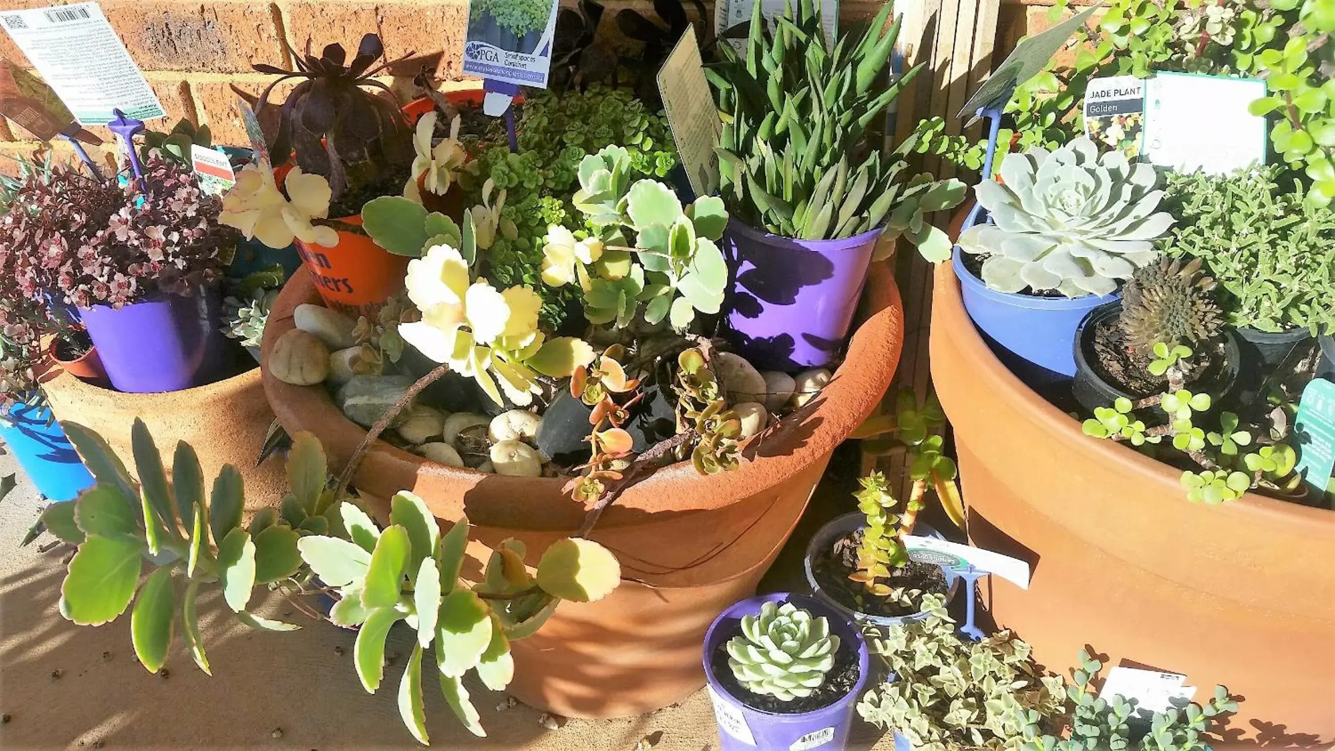 Garden in Quest Yelverton Kalgoorlie