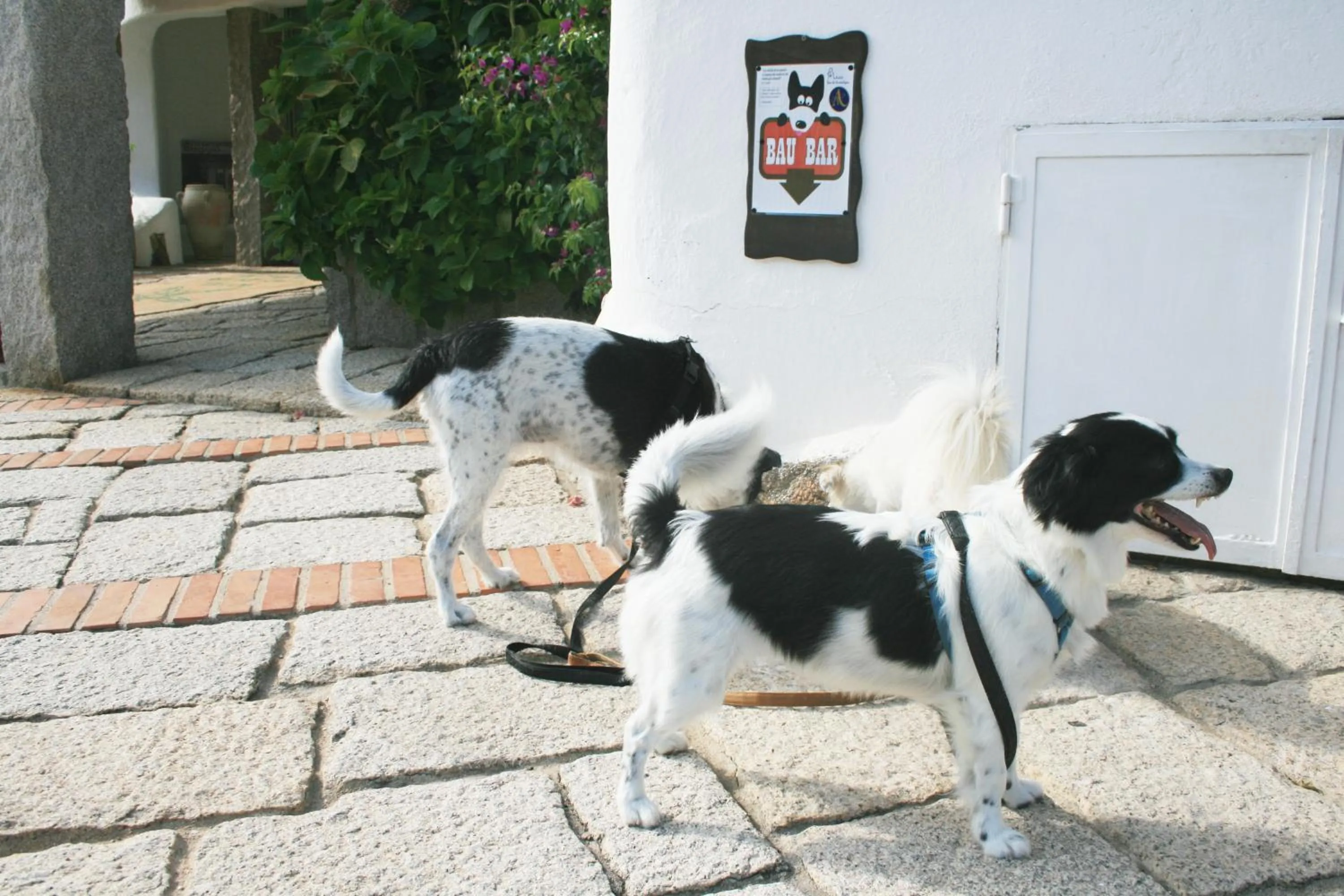 Pets in Hotel Luci di la Muntagna