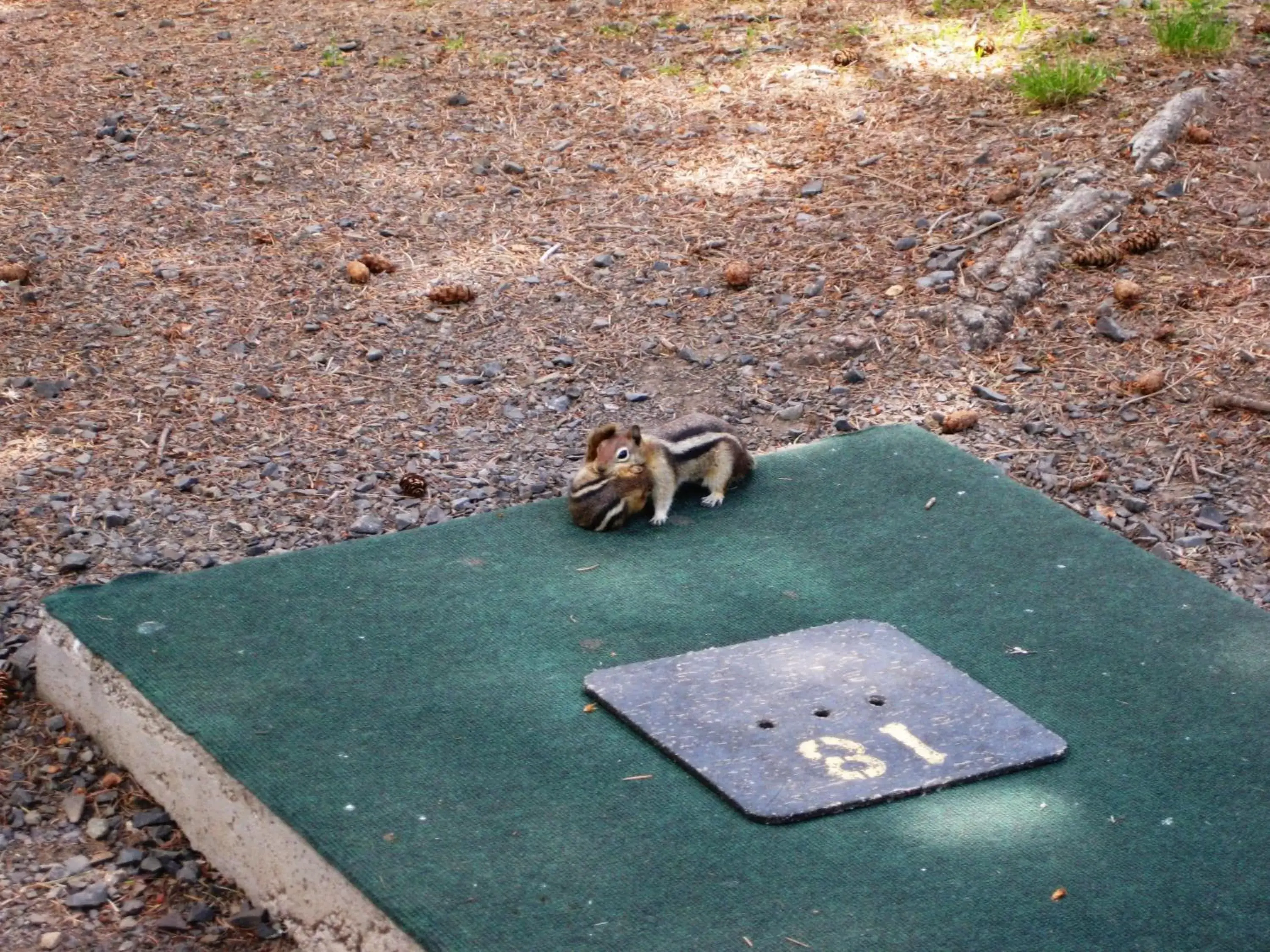 Minigolf, Other Animals in Eagle Cap Chalets