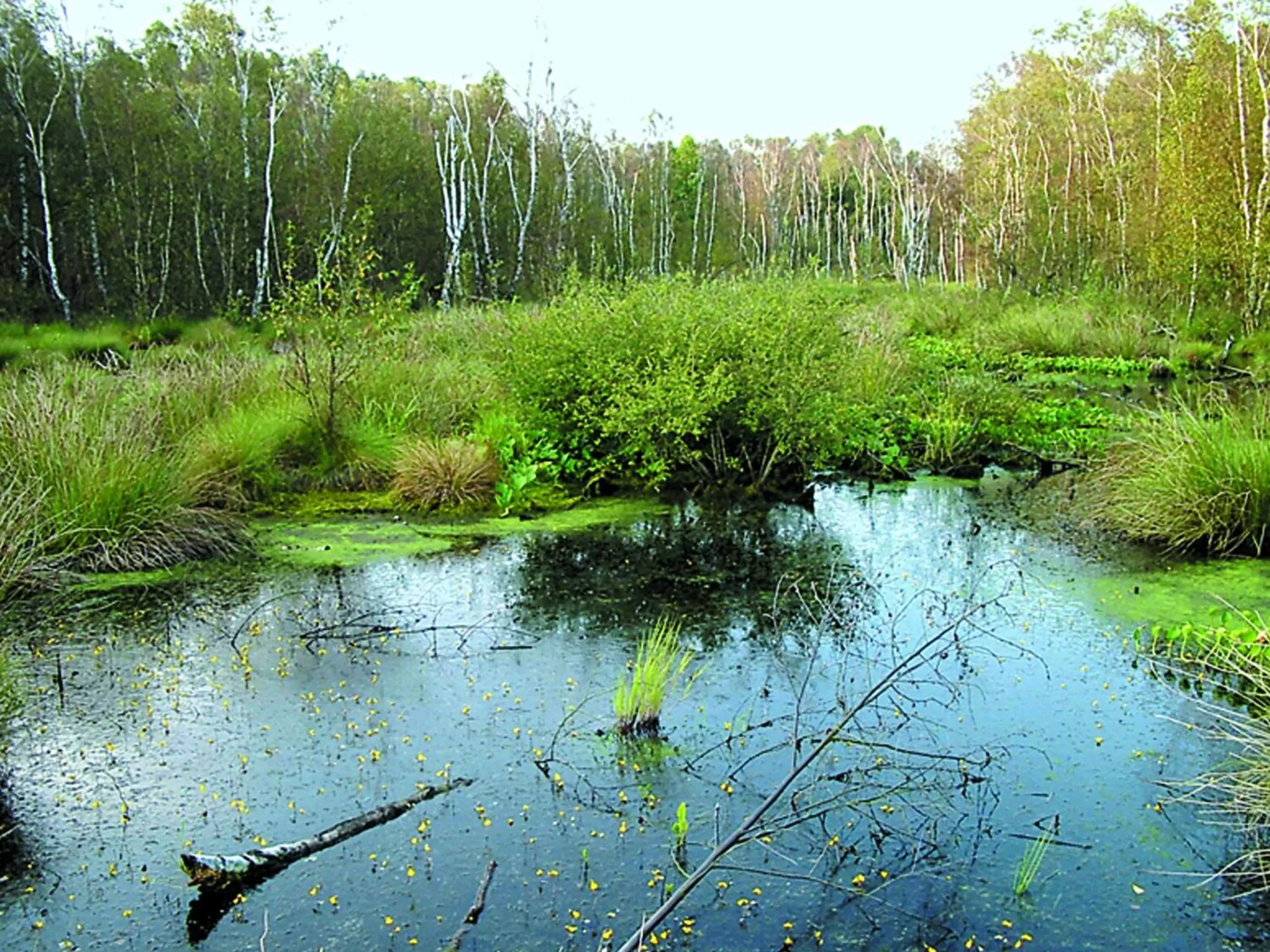 Natural landscape in Kurhaus Pivittskrug