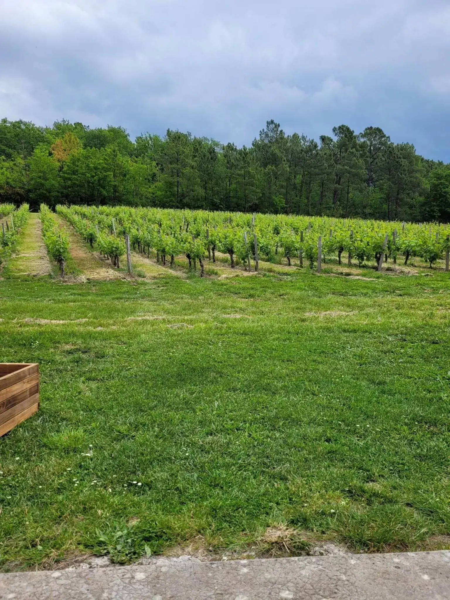 Natural Landscape in A L'OMBRE DE LA TREILLE -Proche Saint-Emilion